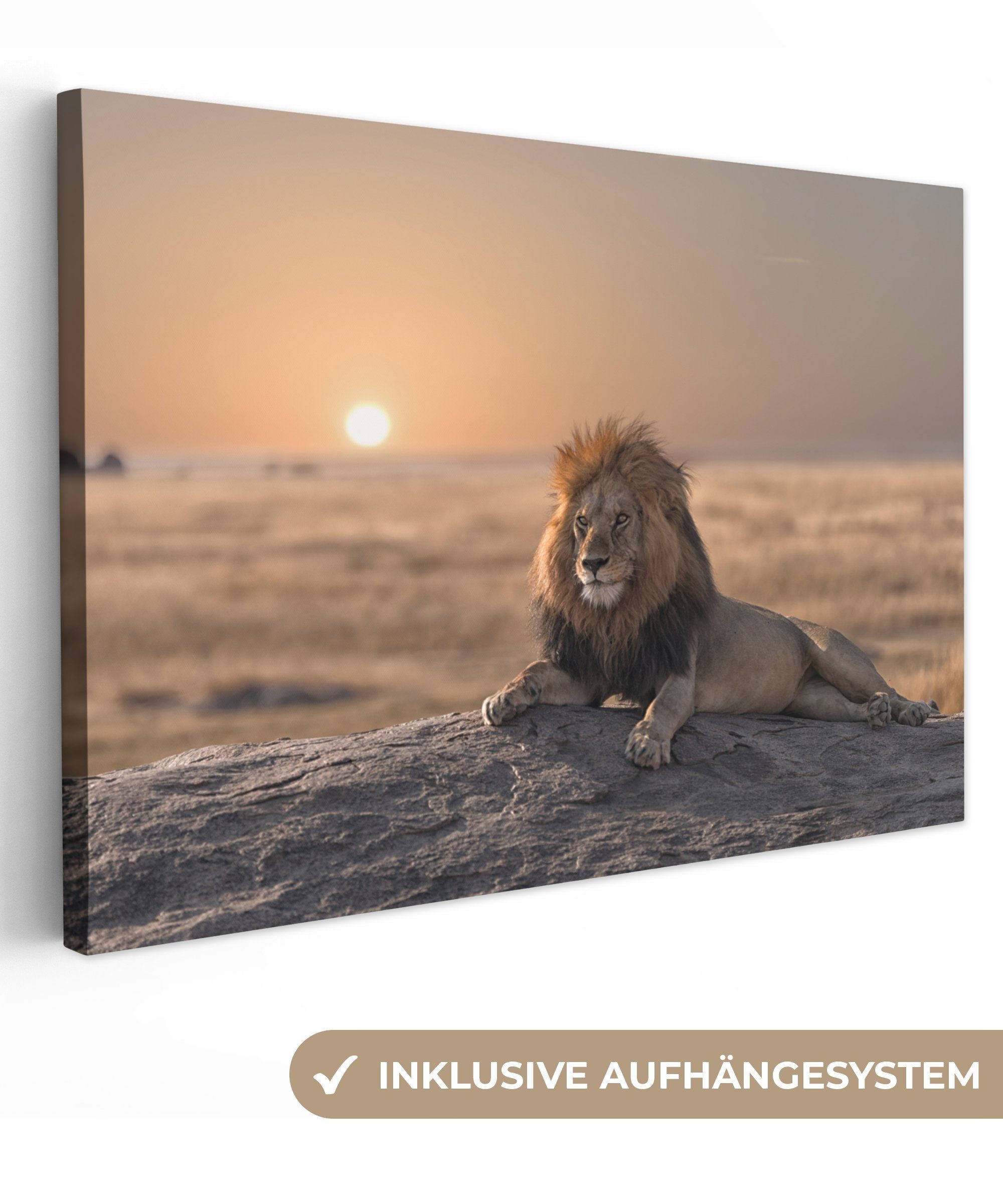 OneMillionCanvasses® Leinwandbild Löwe - Sonne - günstig online kaufen