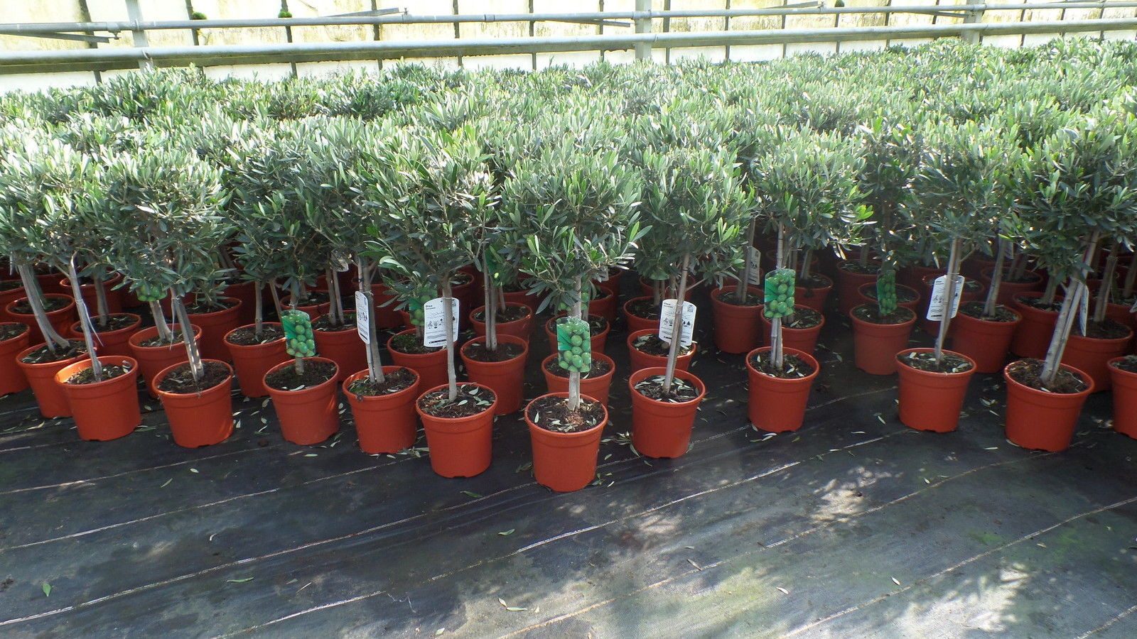 gruenwaren jakubik Olivenbaum Olivenbaum Stamm Olive 80 - 100 cm hoch, beste Qualität, Olea Europaea