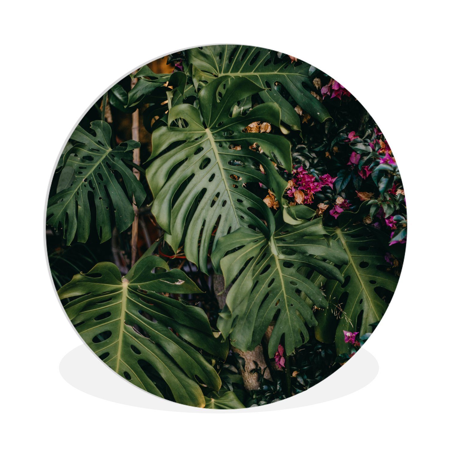 MuchoWow Gemälde Grüne Monstera mit rosa Blüten, (1 St), Kreis Wanddekoration Forex, Rundes Wandbild, Wohnzimmer, 30x30 cm | Gemälde