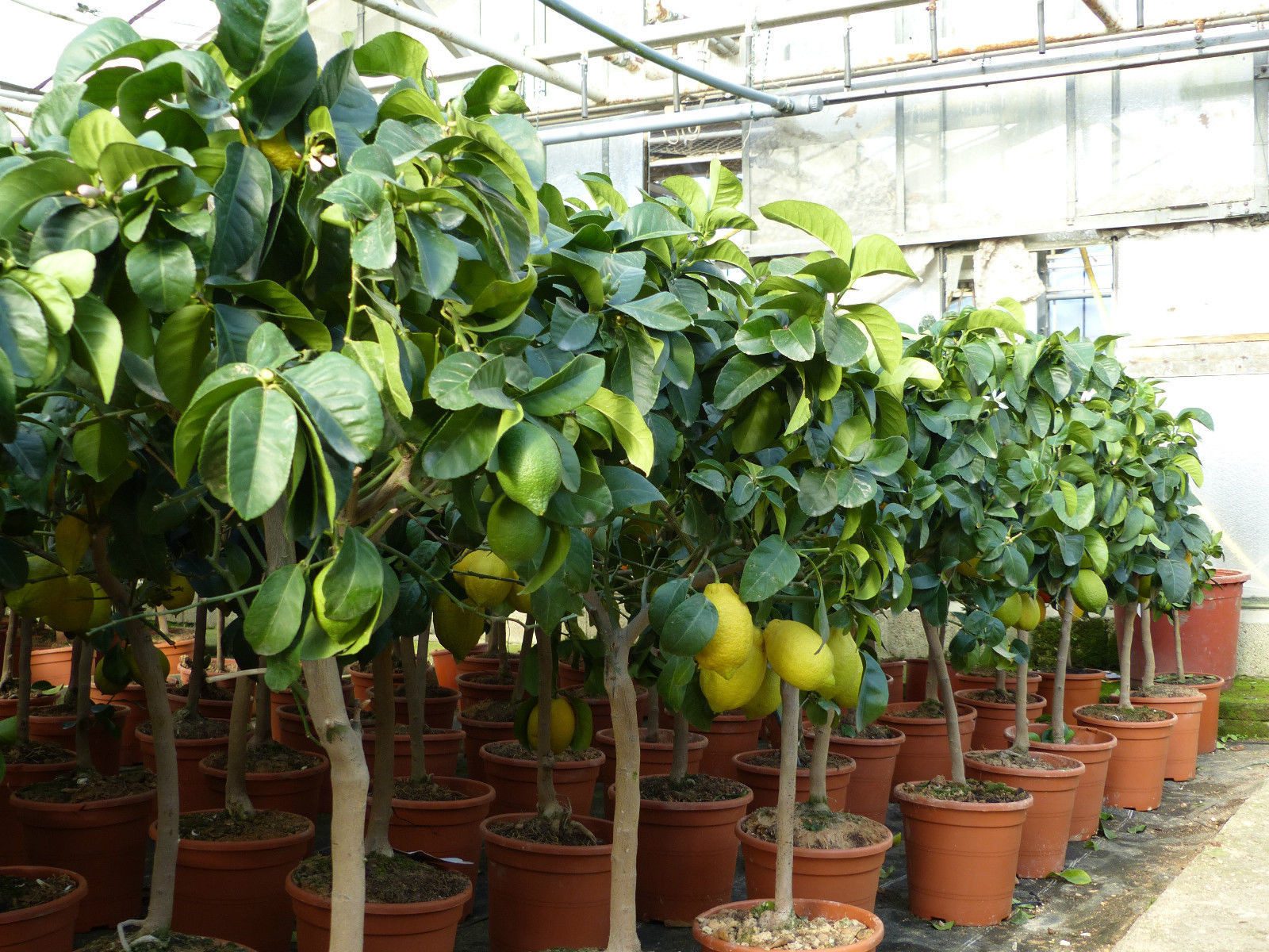gruenwaren jakubik Zitronenbaum echter Zitronenbaum 70 - 100 cm Zitrone Citrus Limon