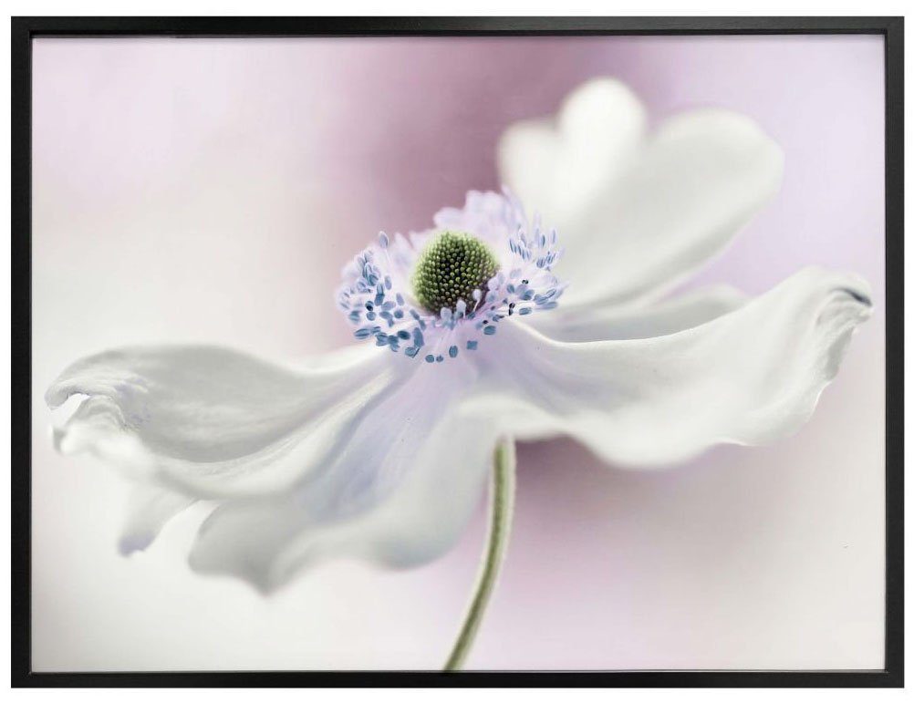 Pflanzen Poster St) Anemone, Wall-Art (1