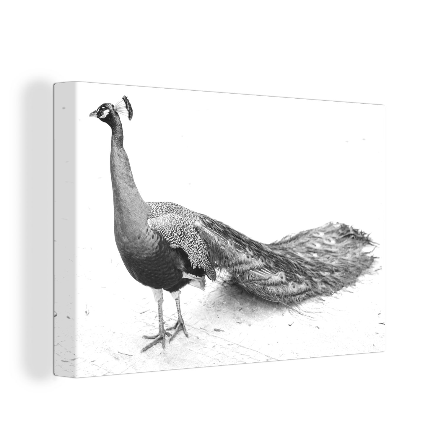 30x20 cm OneMillionCanvasses® schwarz Ruhe (1 St), weiß, Pfau Leinwandbild - Wandbild Leinwandbilder, Wanddeko, Aufhängefertig, und in