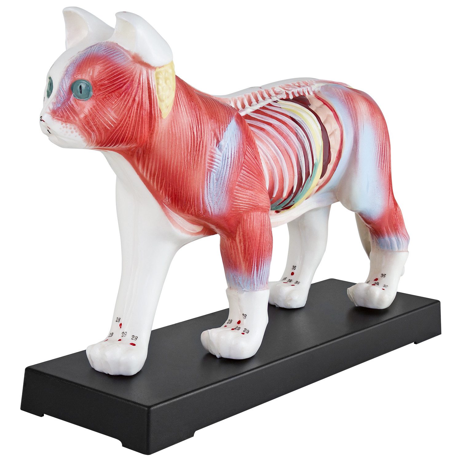 MedMod Dekoobjekt Akupunktur Anatomie Figur TCM Modell Katze Tier Muskelmodell