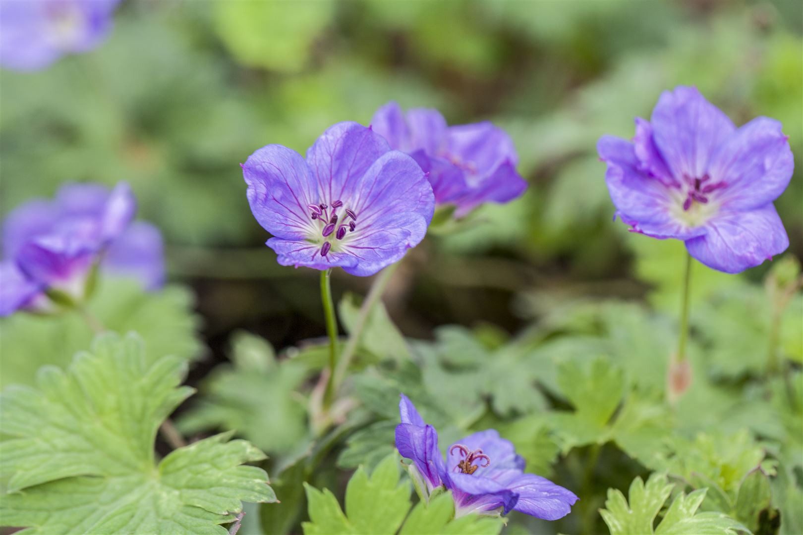 Pflanzen für Dich Staude Geranium wallichianum Rozanne, 1 St., Storchschnabel, Rozanne-Storchschnabel