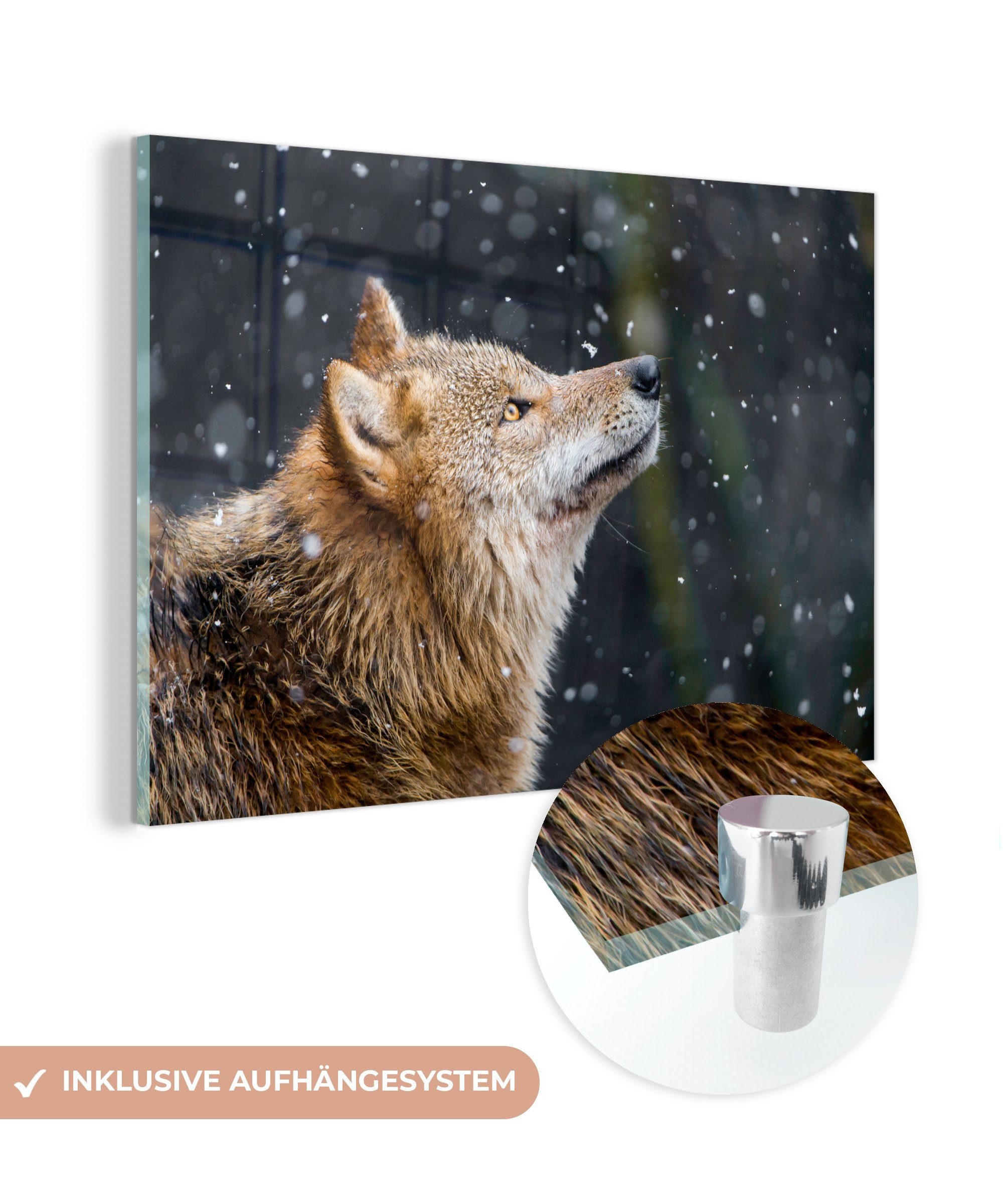 MuchoWow Acrylglasbild Wolf - Schnee - Braun, (1 St), Acrylglasbilder Wohnzimmer & Schlafzimmer