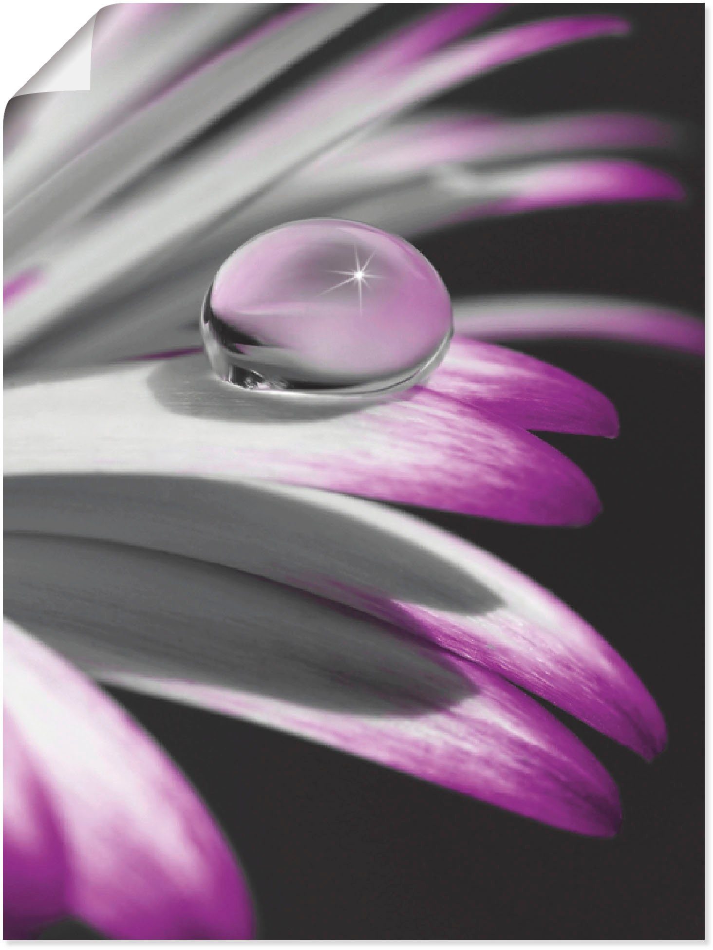 Artland Poster Tropfen, Blumen (1 St), ohne Rahmen