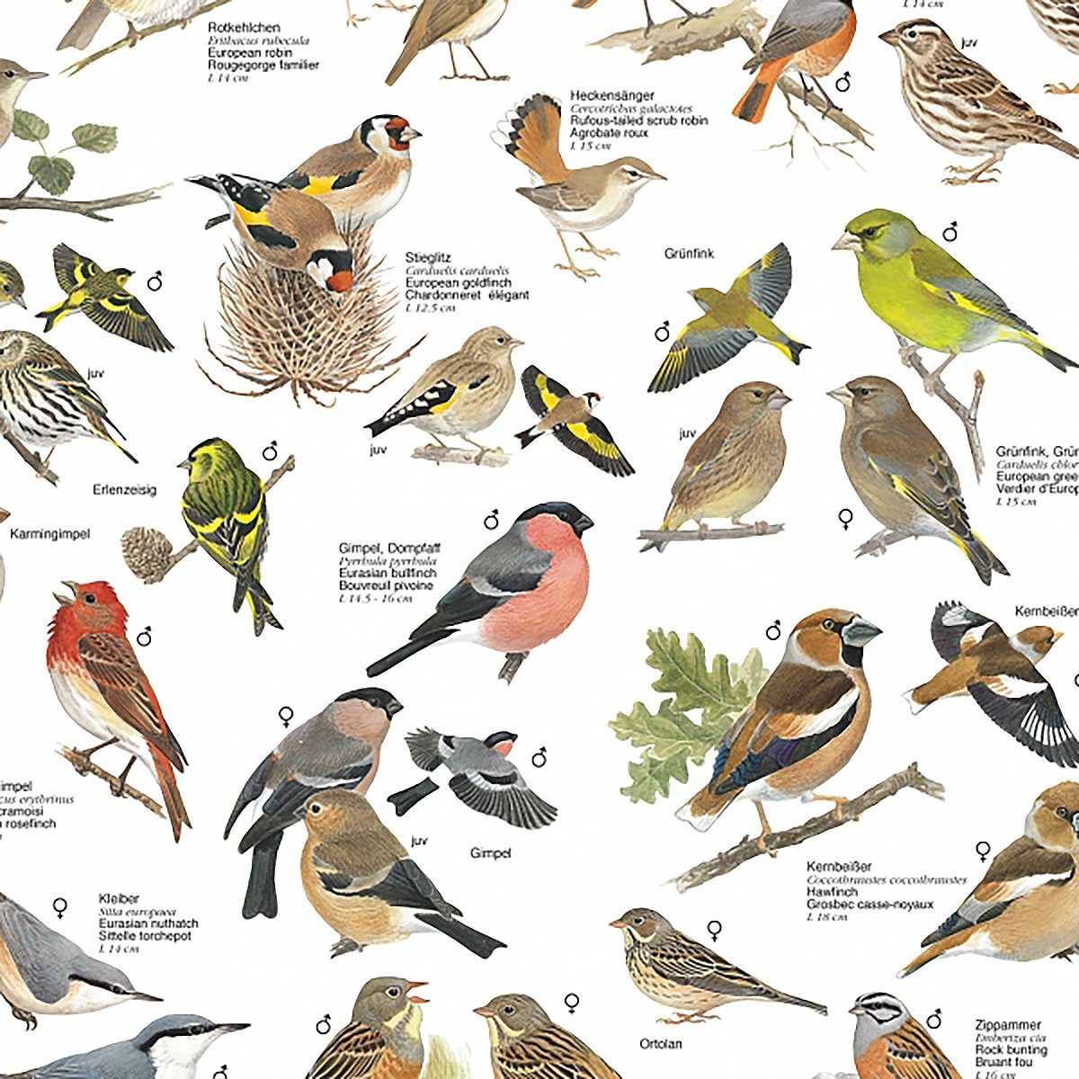 Close Up Poster Vögel aus den günstig online kaufen
