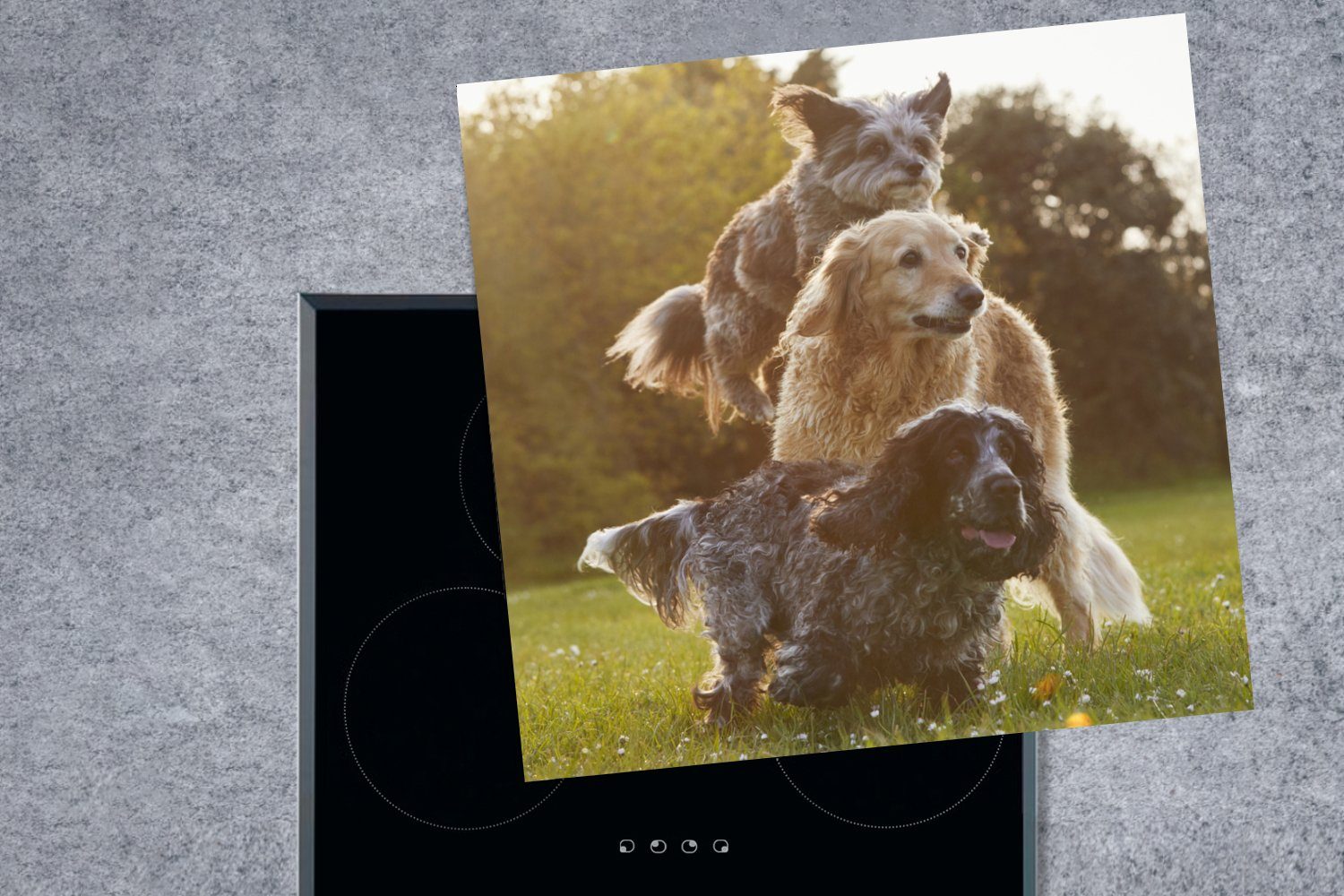 MuchoWow Herdblende-/Abdeckplatte für - Park Vinyl, Sonne, (1 - Arbeitsplatte Ceranfeldabdeckung, küche tlg), cm, Hunde 78x78
