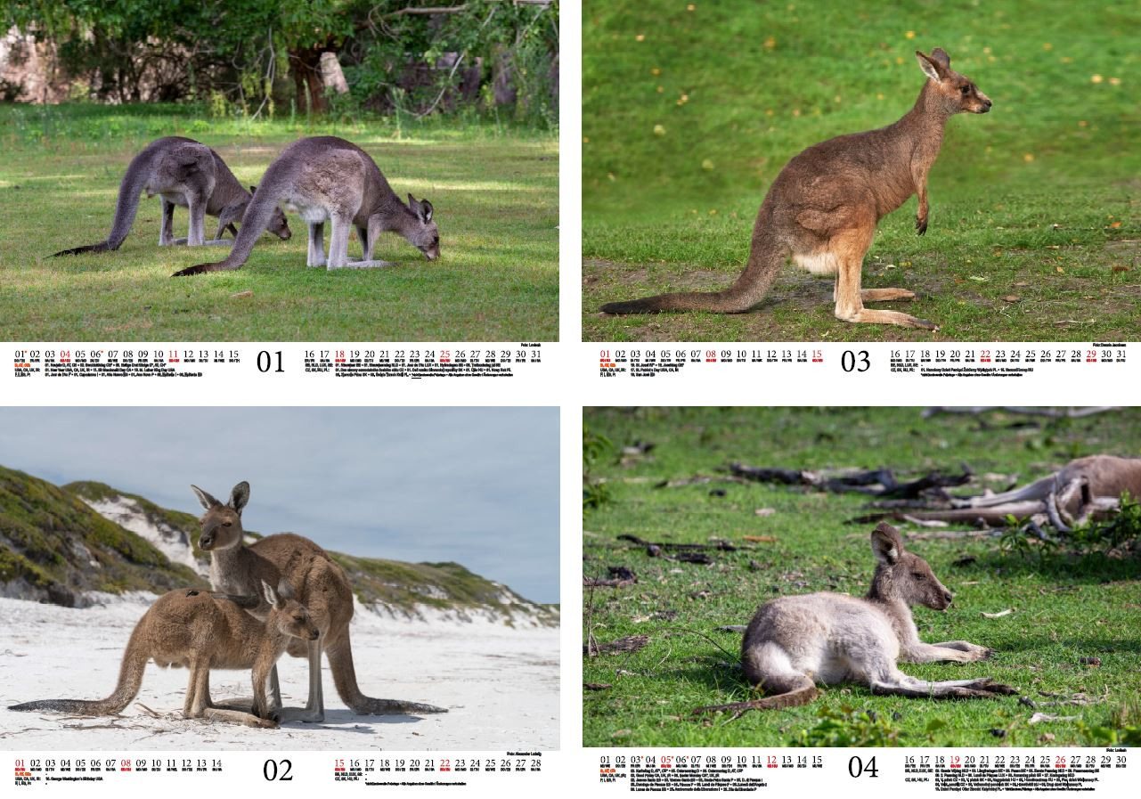 Thumbnail - Seelenzauber Wandkalender Känguruzauber DIN A4 Kalender für 2026 Känguru - Seelenzauber