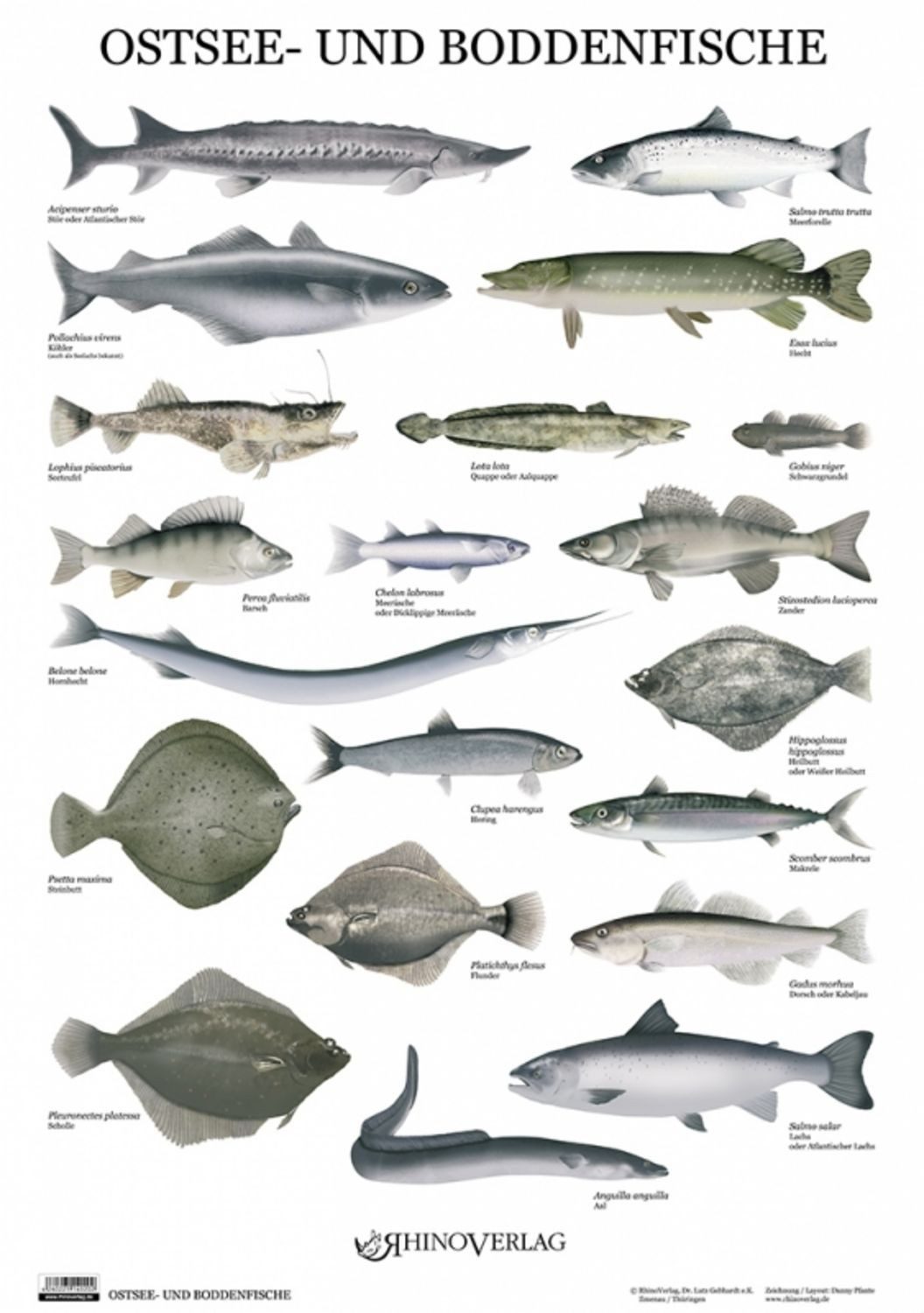 Ostsee- und Boddenfische - Poster / diverse