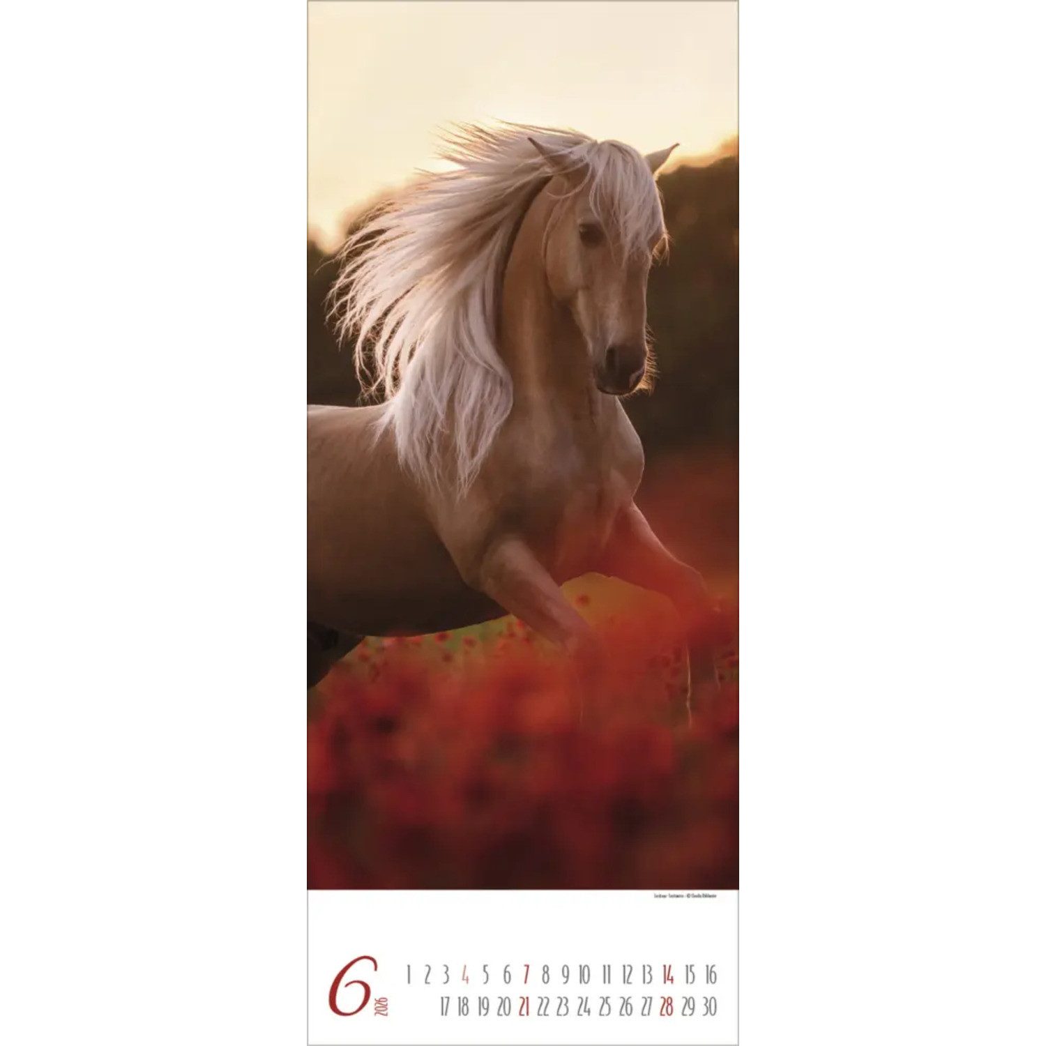 Korsch Verlag Wandkalender Pferde 2026