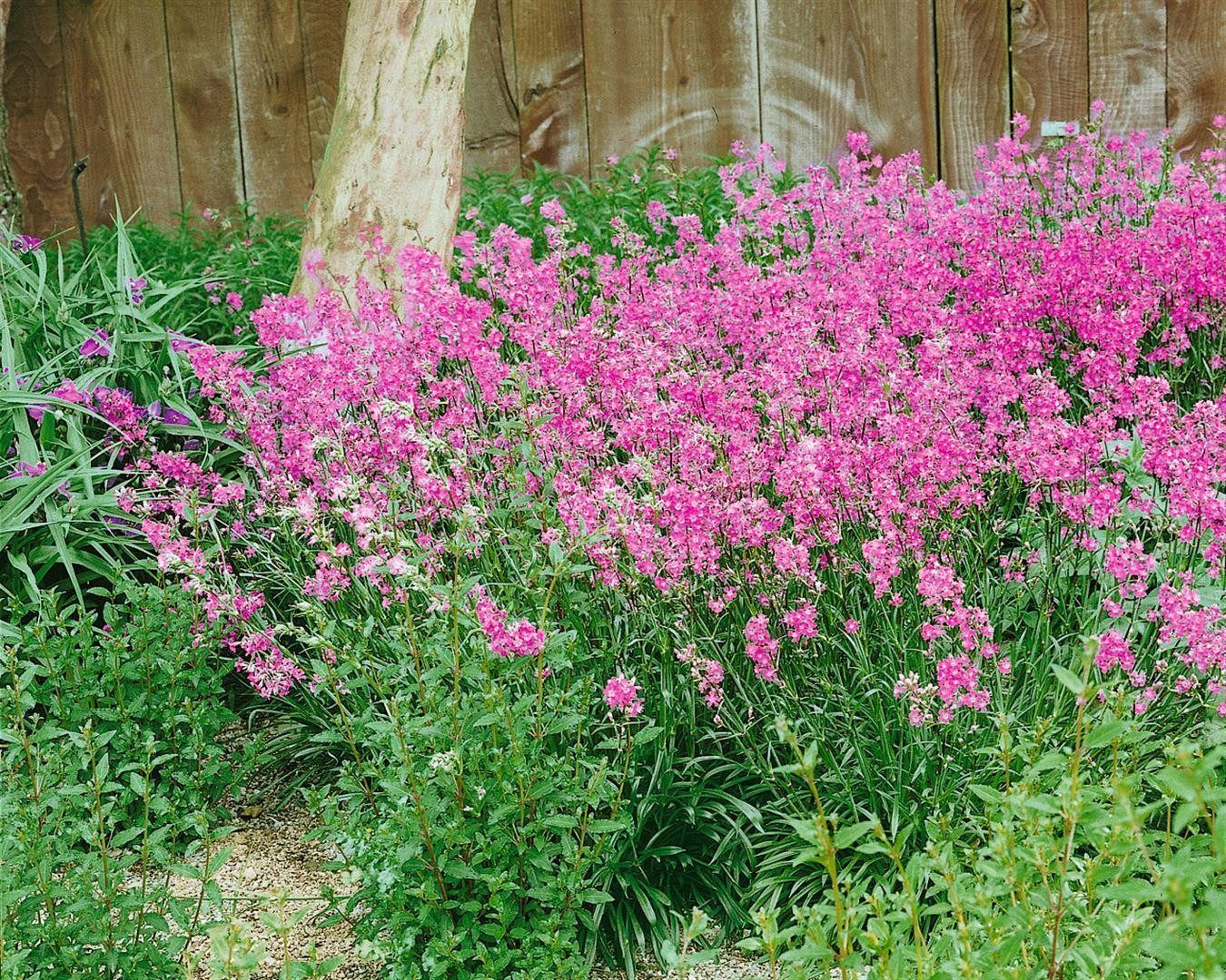 Pflanzen für Dich Staude Silene schafta Splendens, 1 St., Herbst-Leimkraut, Karpaten-Leimkraut