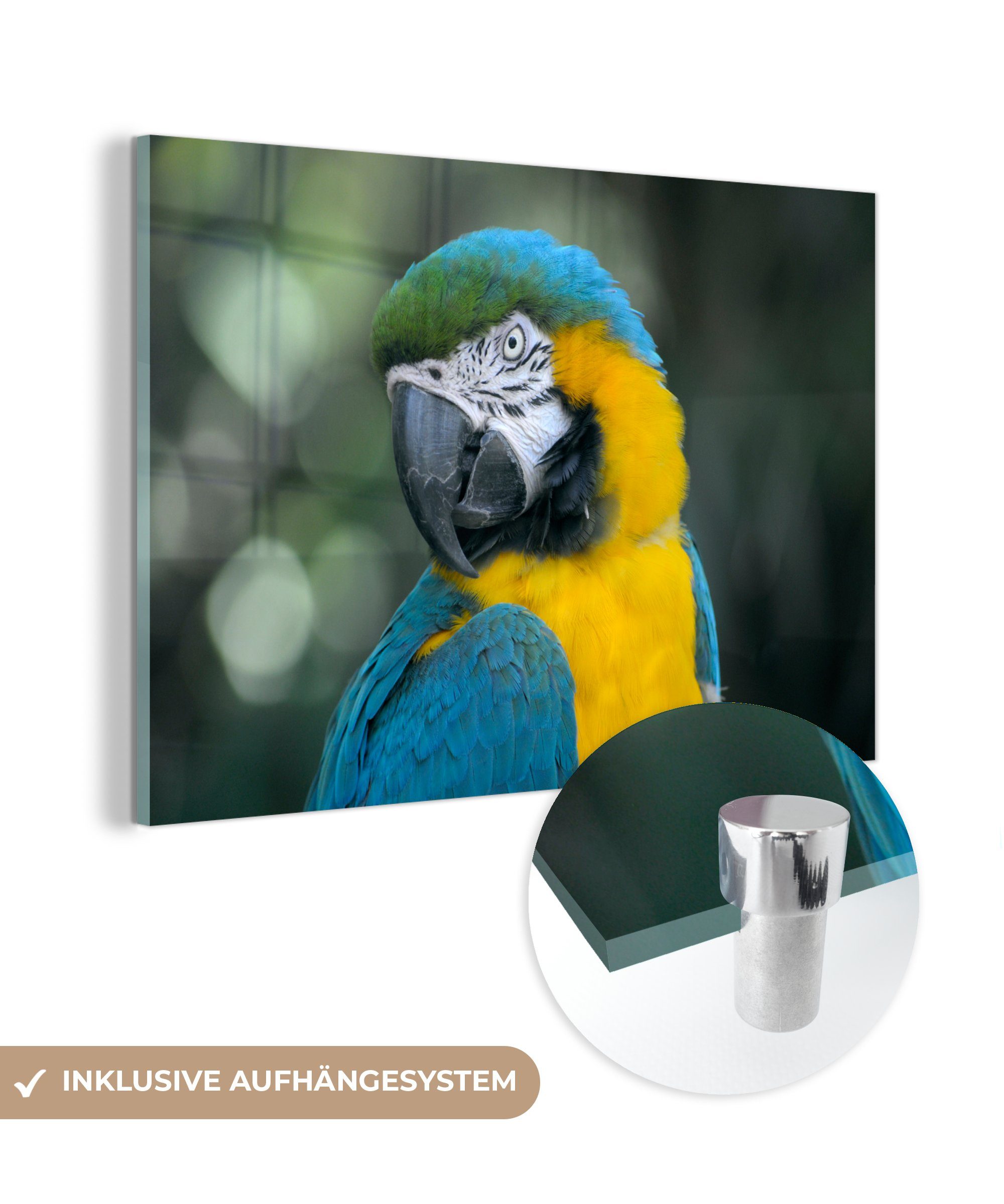 MuchoWow Acrylglasbild Vogel - Papagei - Blau, (1 St), Acrylglasbilder Wohnzimmer & Schlafzimmer