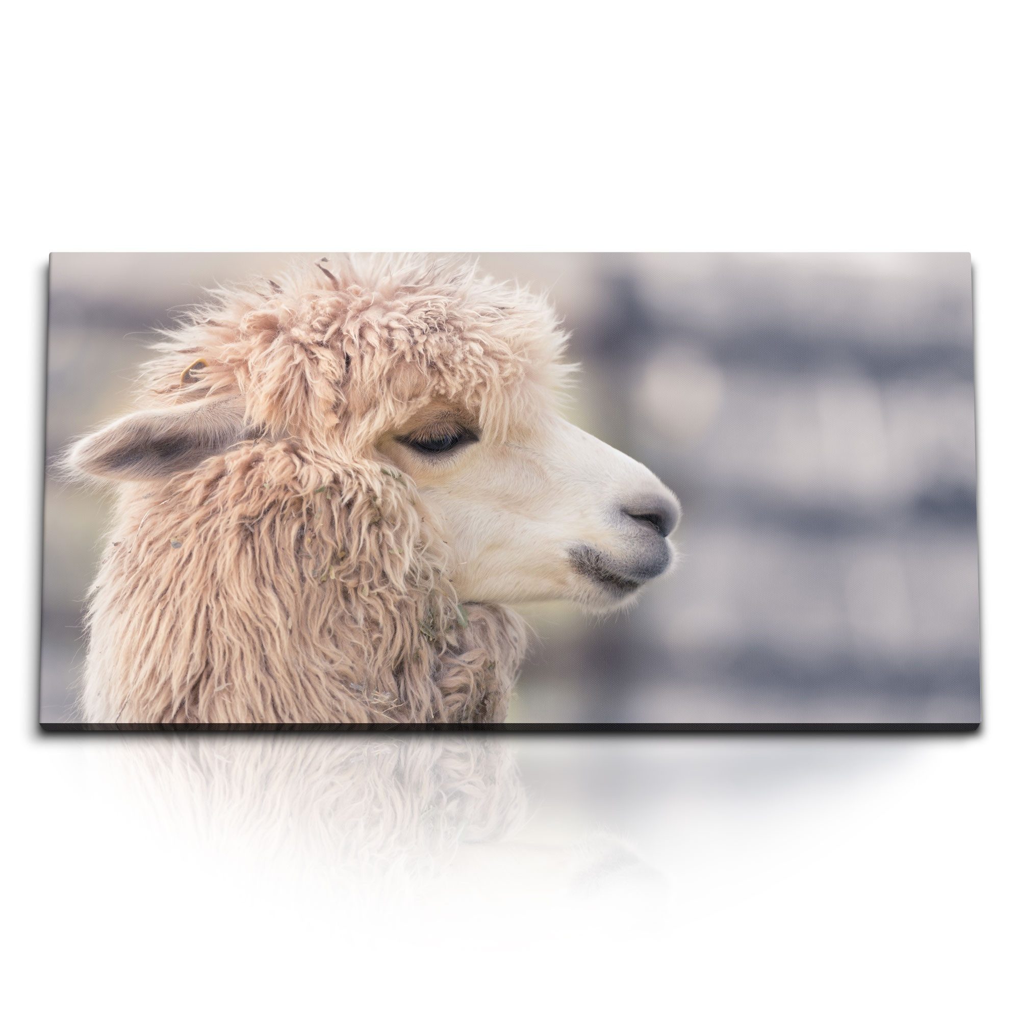 Leinwandbild Kunstdruck Bilder 120x60cm Lama Tierfotografie Natur Lamakopf Südameri