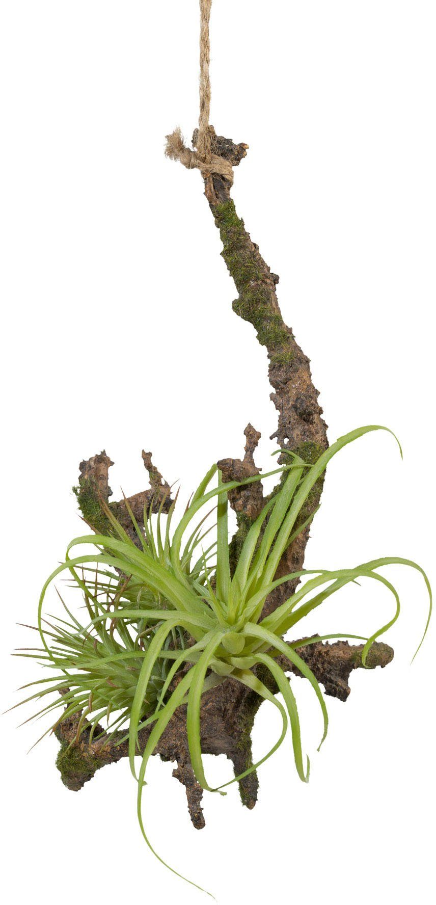 Kunstpflanze Hängeast mit Tillandsie, Creativ green, Höhe 15 cm, 2er Set günstig online kaufen