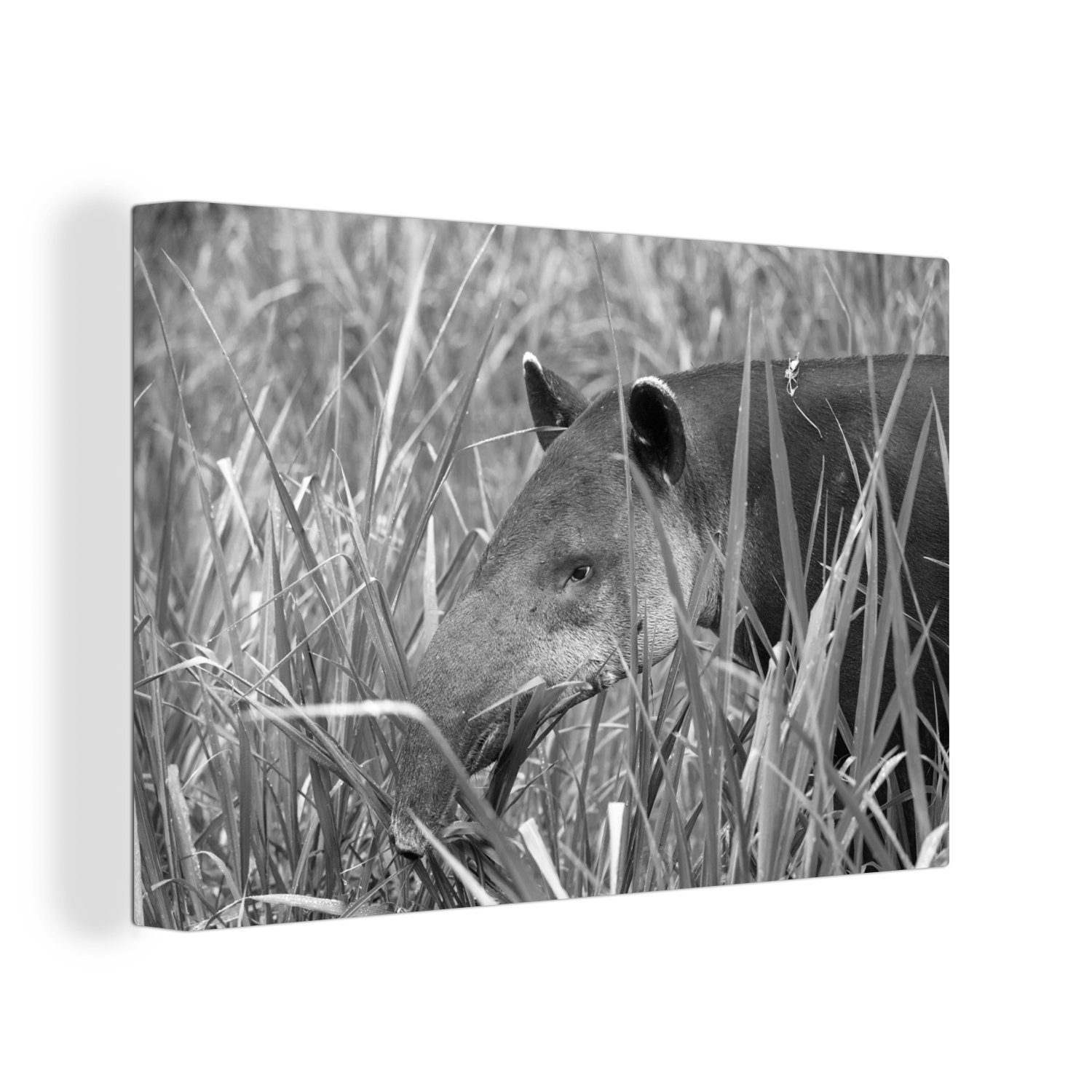 OneMillionCanvasses® Leinwandbild Mittelamerikanischer Tapir im Nationalpark von Costa Rica in, (1 St), Wandbild Leinwandbilder, Aufhängefertig, Wanddeko, 30x20 cm