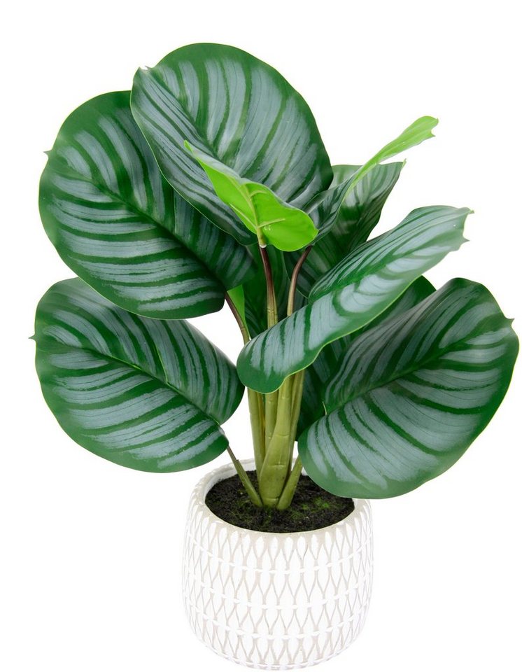 Kunstpflanze Maranthus, I.GE.A., Höhe 43 cm, Künstliche Korbmaranthe  Galathea Medaillon Kunstpflanze Efeutute