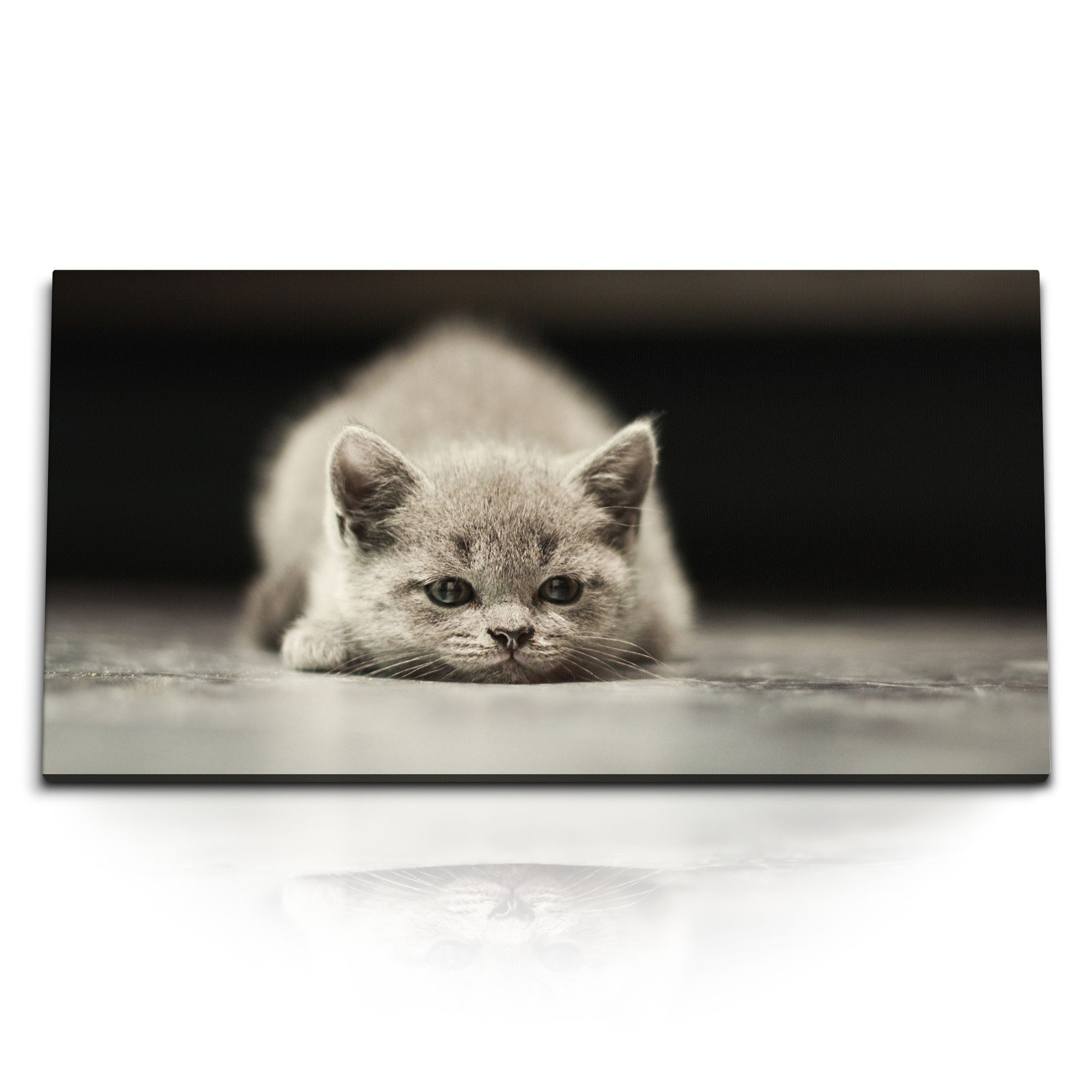 Leinwandbild Kunstdruck Bilder 120x60cm Kleine Katze Grau Kater Tierfotografie