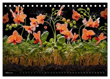 CALVENDO Wandkalender Orchidea (Tischkalender 2024 DIN A5 quer), CALVENDO Monatskalender
