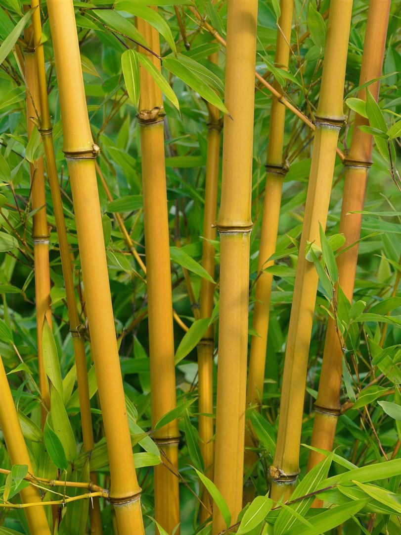 Pflanzen für Dich Gräser Phyllostachys aureos. Aureocaulis, 1 St., Gelber Fargesia-Bambus, Gelber Bambus, gelbe Halme, winterhart