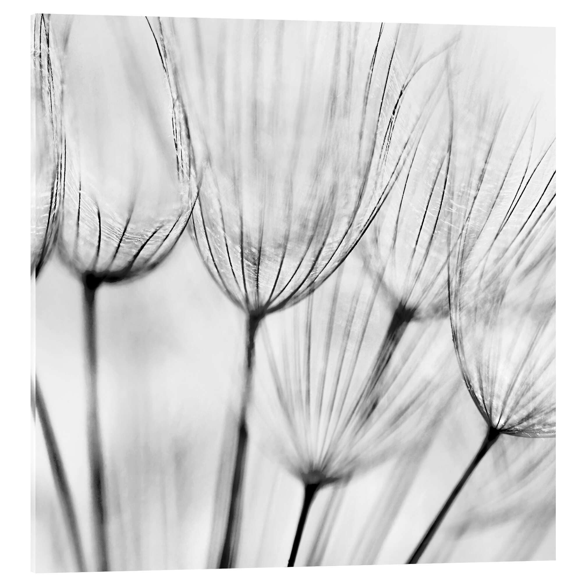 Posterlounge Wandbild Pusteblumen in Schwarz/Weiß, Editors Choice, erhältlich als Poster, Leinwandbild, Wandsticker oder Acrylglasbild