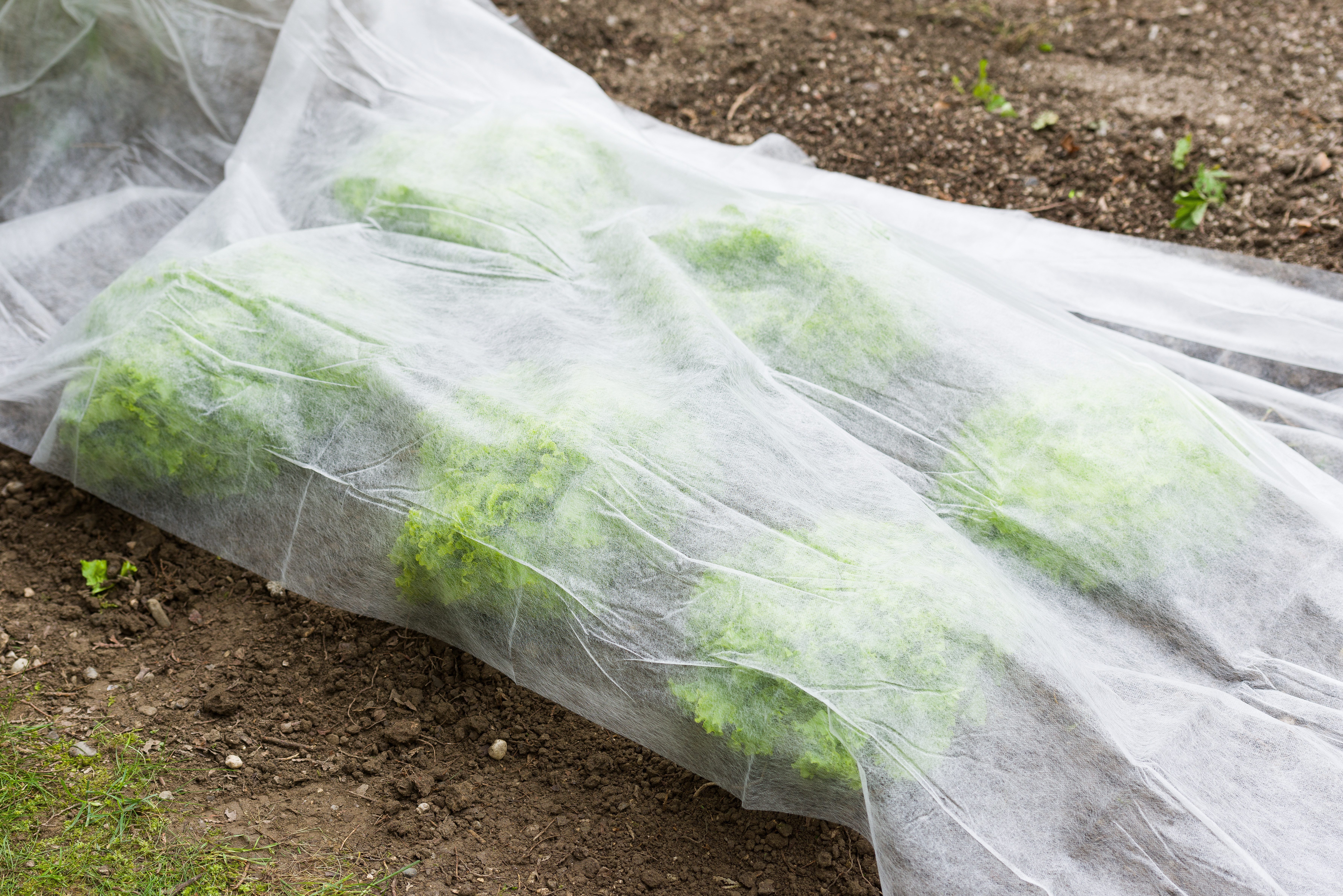 Windhager Gartenvlies Standard für gesundes Wachstum, Gartenfolie, (1-St), Abdeckvlies erhältlich in 5 x 1,5 m oder 10 x 1,5 m, 17 g/m², weiß