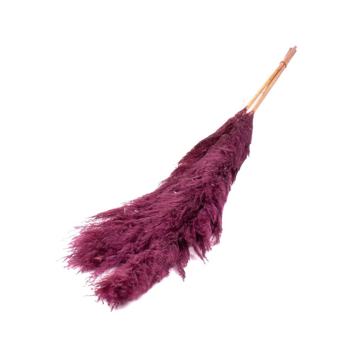 Trockenblume Pampasgras getrocknet ANIAMI, violett, 130-140cm, Ø20cm, INNA-Glas, Höhe 140.0 cm