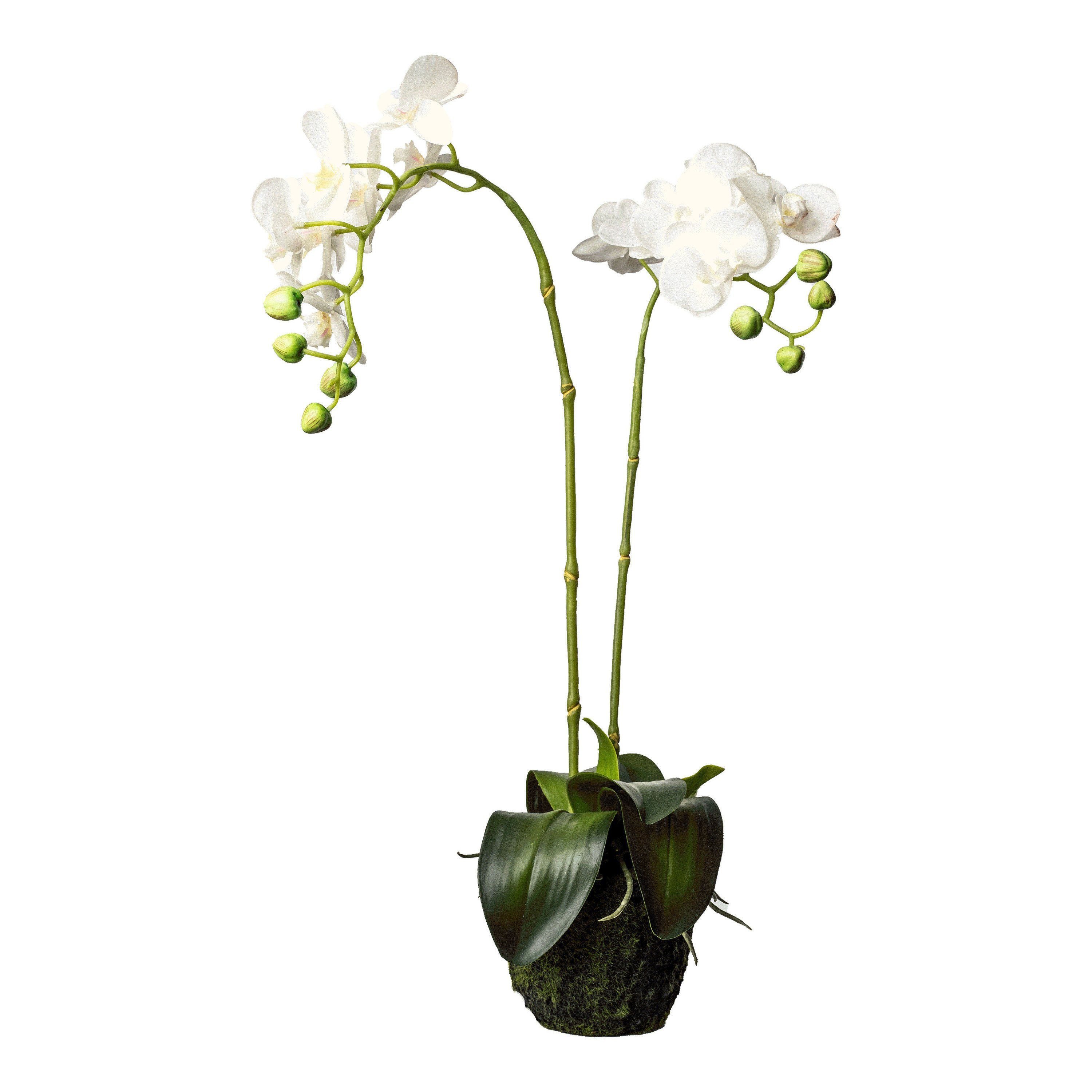 Kunstpflanze Kunstblume in Erde Orchidee Phalaenopsis, Depot, Höhe 62 cm