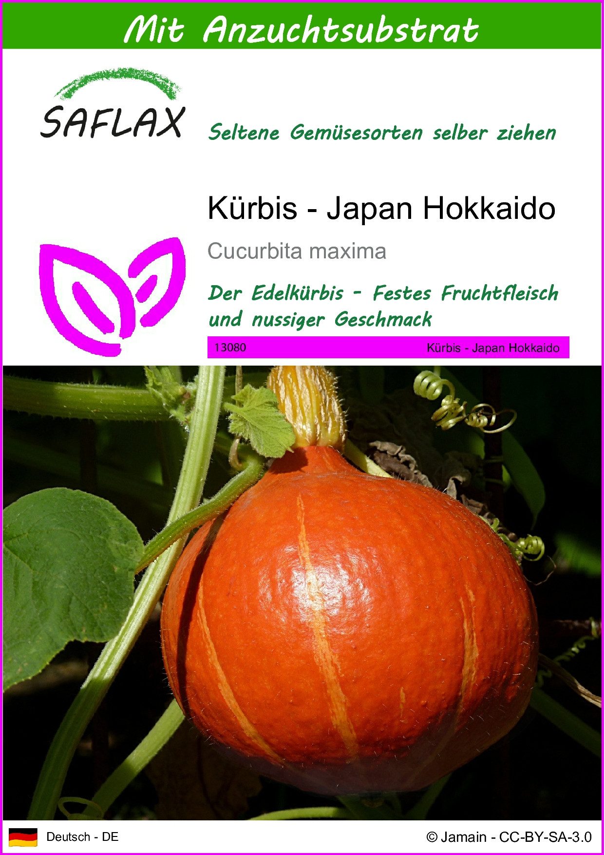 Gemüsesamen SAFLAX - Samen und Substrat - Kürbis - Japan Hokkaido