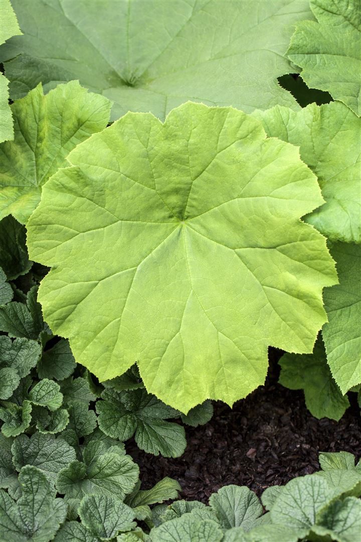 Pflanzen für Dich Staude Astilboides tabularis, 1 St., Tafelblatt, Tafelblatt-Astilbe