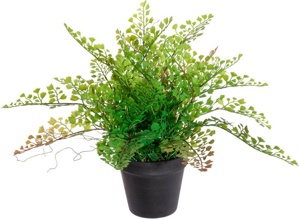 Künstliche Zimmerpflanze Adianthumfarn Farn, Creativ green, Höhe 40 cm