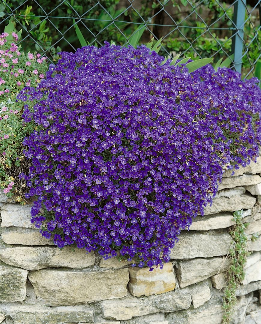 Pflanzen für Dich Staude Aubrieta cult. Cascade Blue, 1 St., Blaukissen günstig online kaufen