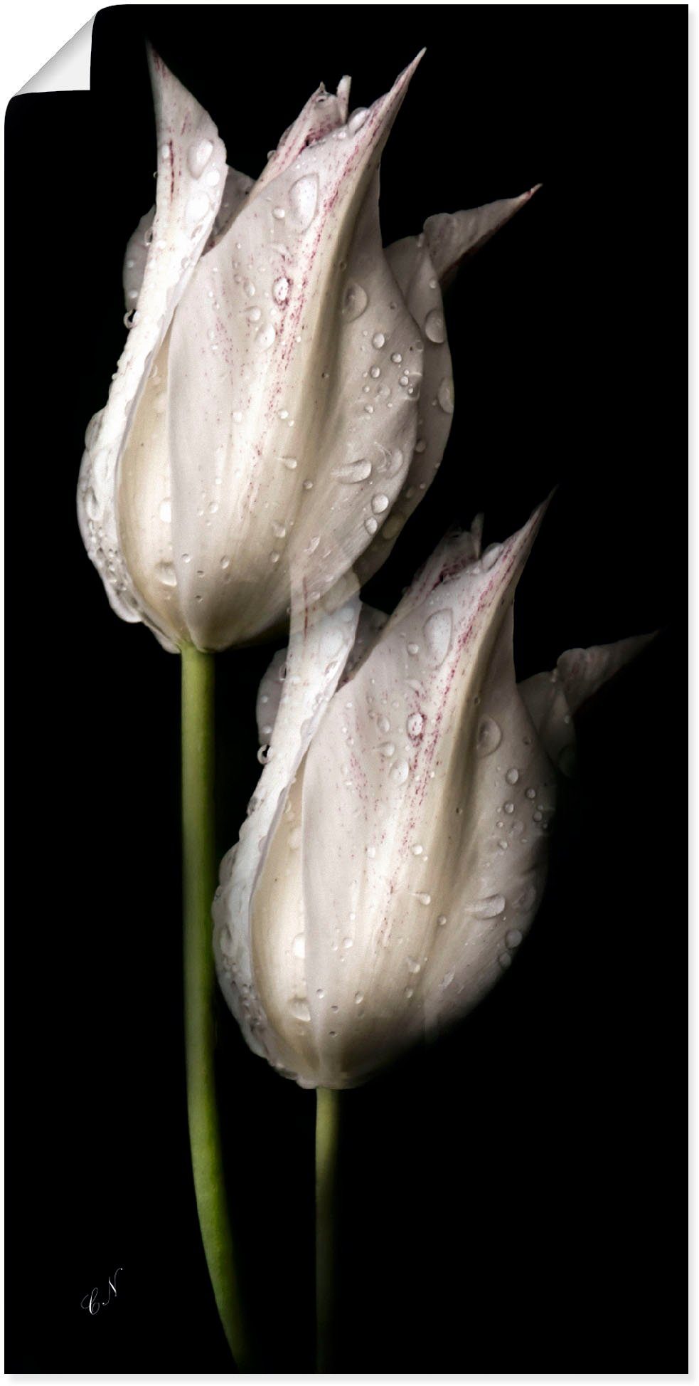 Artland Wandbild Weiße Tulpen in der versch. Alubild, Nacht, Wandaufkleber in als Blumenbilder (1 oder St), Leinwandbild, Größen Poster