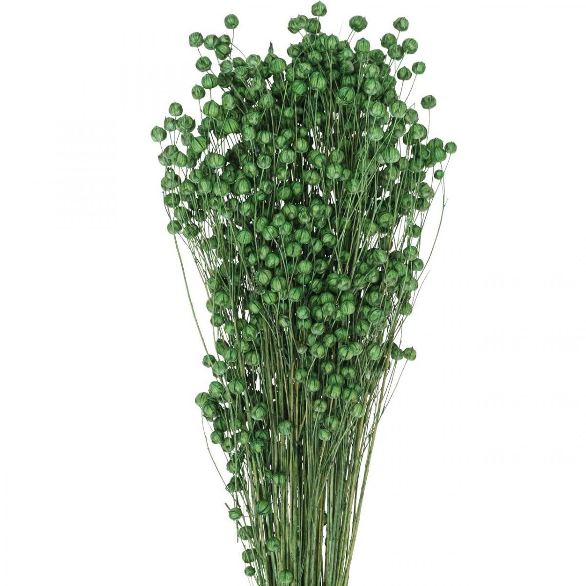 Trockenblume Trockengras Dekoration Flachs für Blumenarrangements und, Viana, Höhe 11 cm