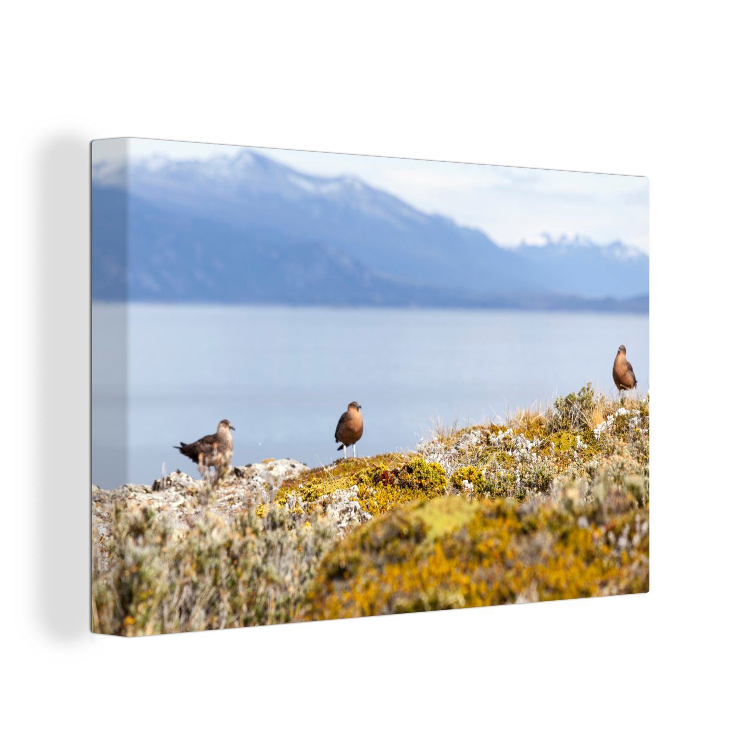 OneMillionCanvasses® Leinwandbild Vögel im Nationalpark Tierra del Fuego mit schneebedeckten Bergen im, (1 St), Wandbild Leinwandbilder, Aufhängefertig, Wanddeko, 30x20 cm