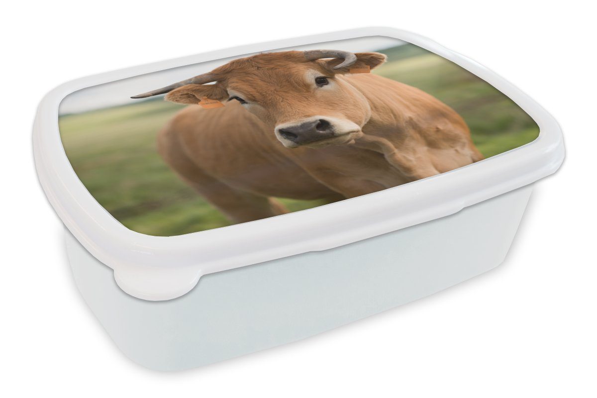 MuchoWow Lunchbox Kuh - Horn - Porträt, Kunststoff, (2-tlg), Brotbox für Kinder und Erwachsene, Brotdose, für Jungs und Mädchen weiß