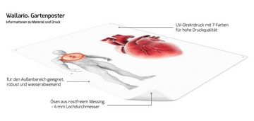 Wallario Sichtschutzzaunmatten Anatomie des Menschen  Herz in Nahansicht