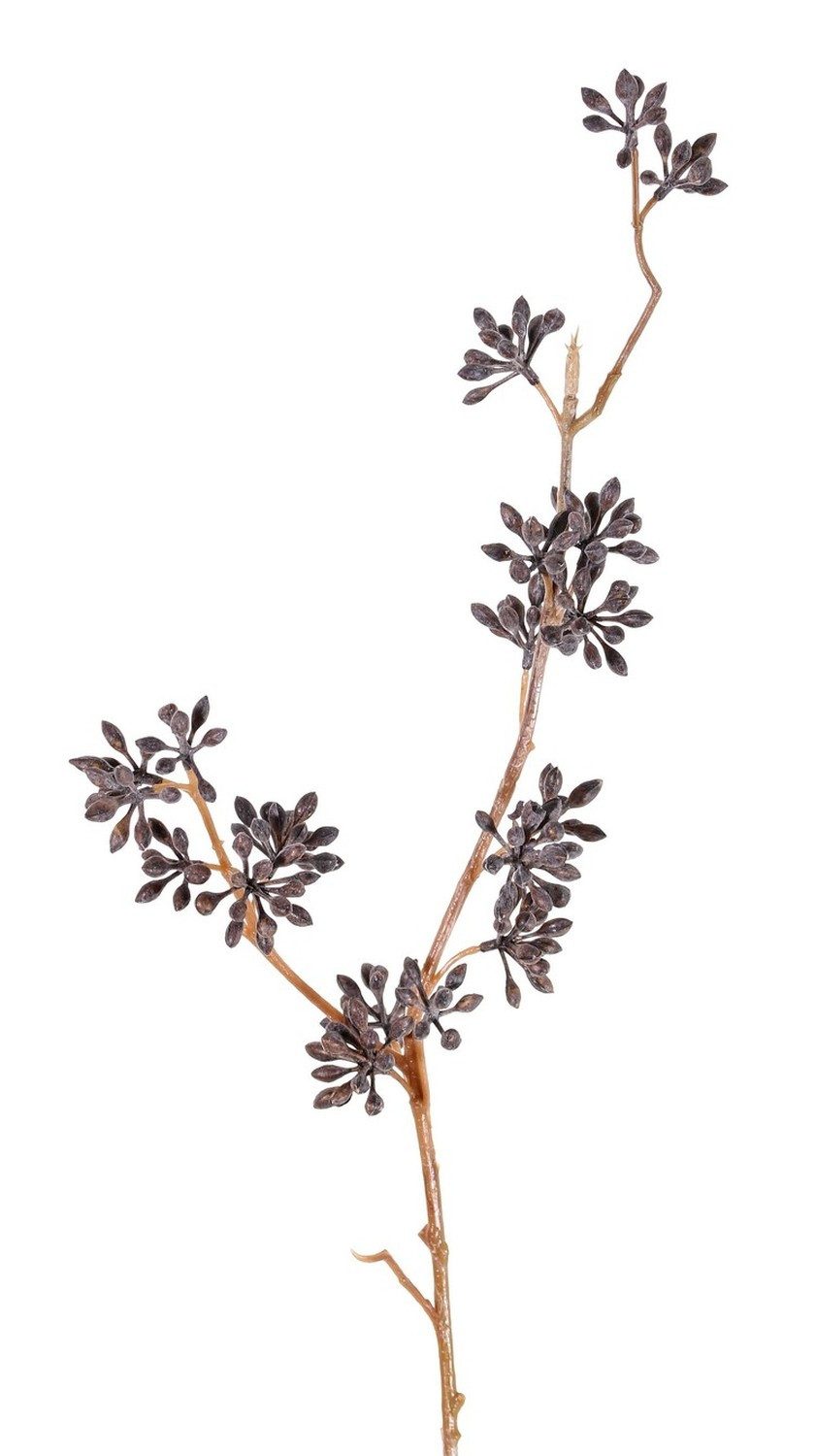 Kunstzweig Plastik Eucalyptuszweig Soha mit Früchten, Dunkelbraun, 60cm Eukalyptus, artplants, Höhe 60.0 cm