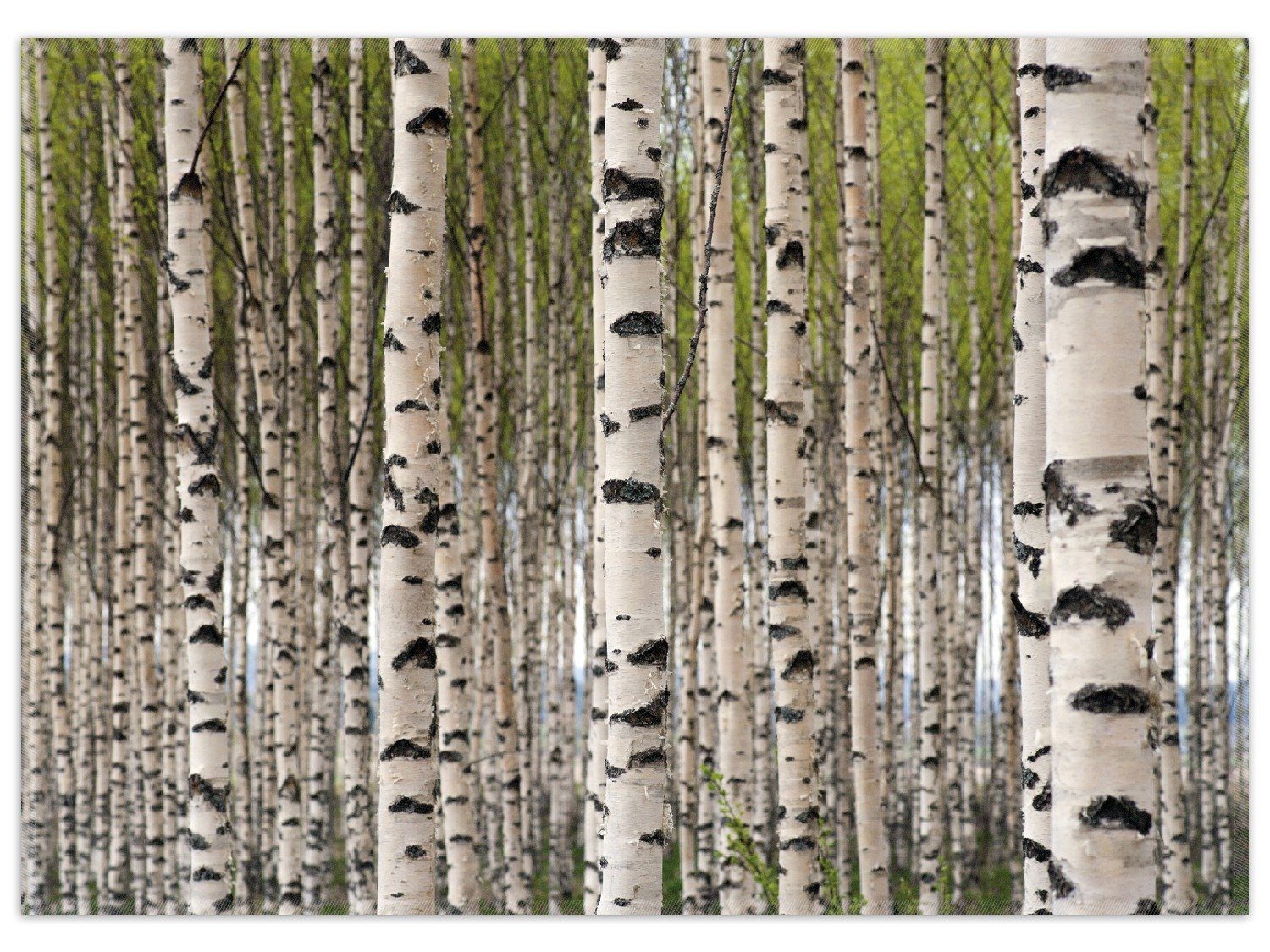 Wallario Teppich Birkenwald - Baumstämme in schwarz weiß, rechteckig, rutschfest