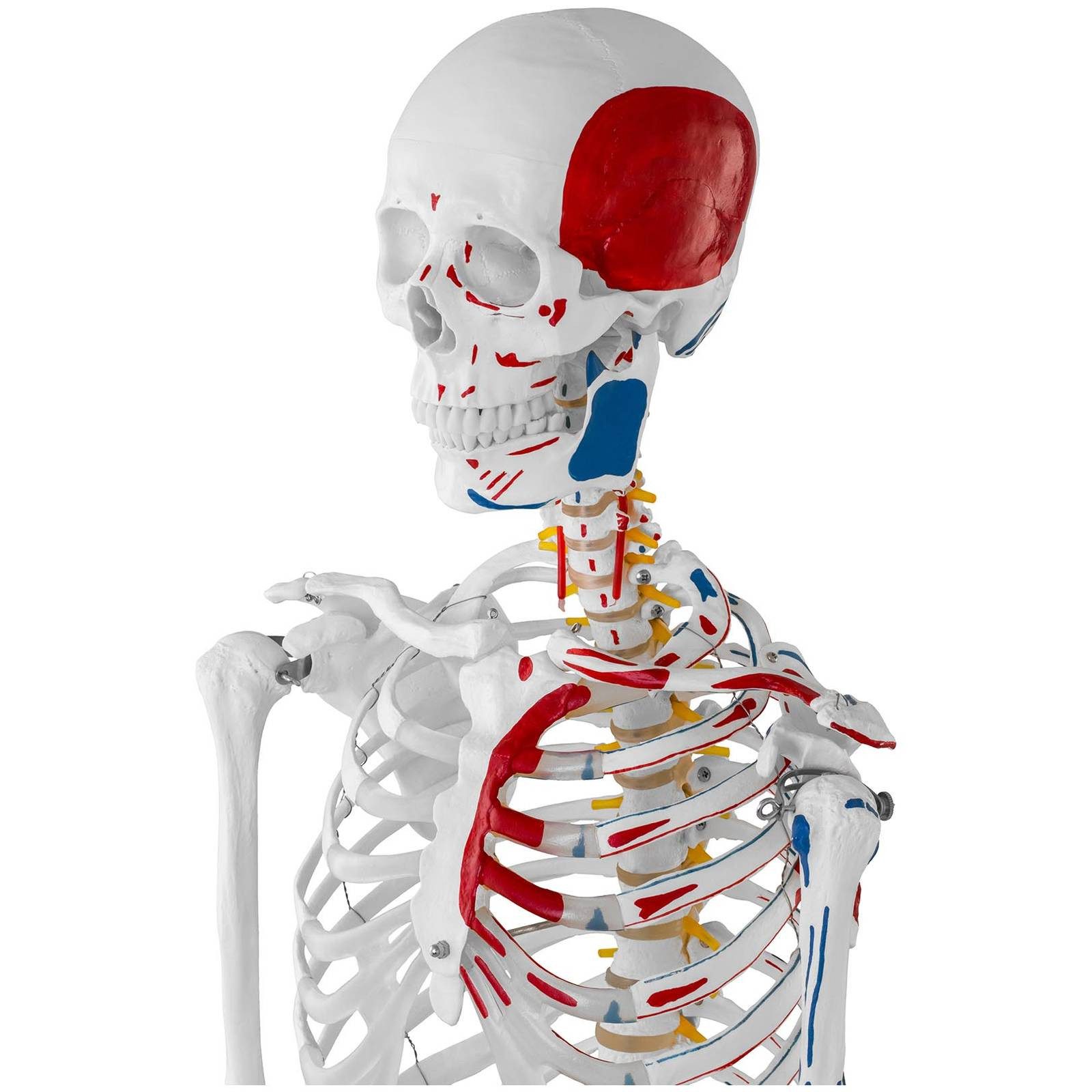 Physa Dekoobjekt Skelett Modell Menschliches Skelett Anatomisches Modell Skelett – Bild 2 von 5