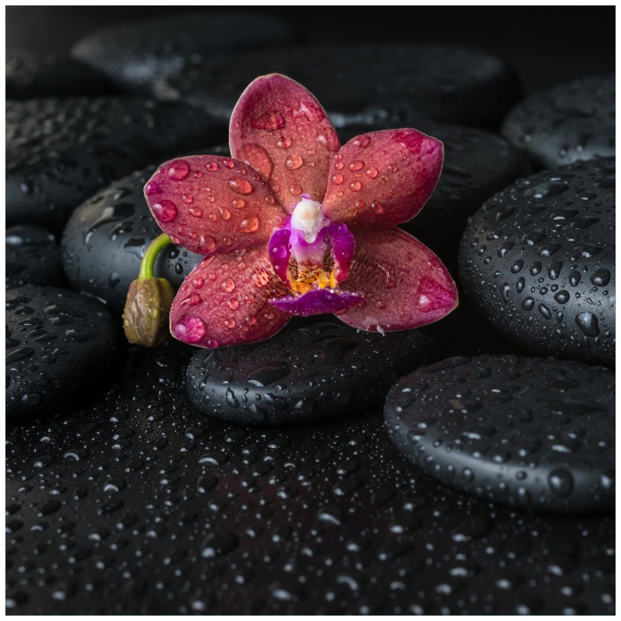 Wallario Tischplatte Orchideen-Blüte auf schwarzen Steinen, benetzt mit Wasser-Tropfen (1 St), für Ikea Lack Tisch geeignet