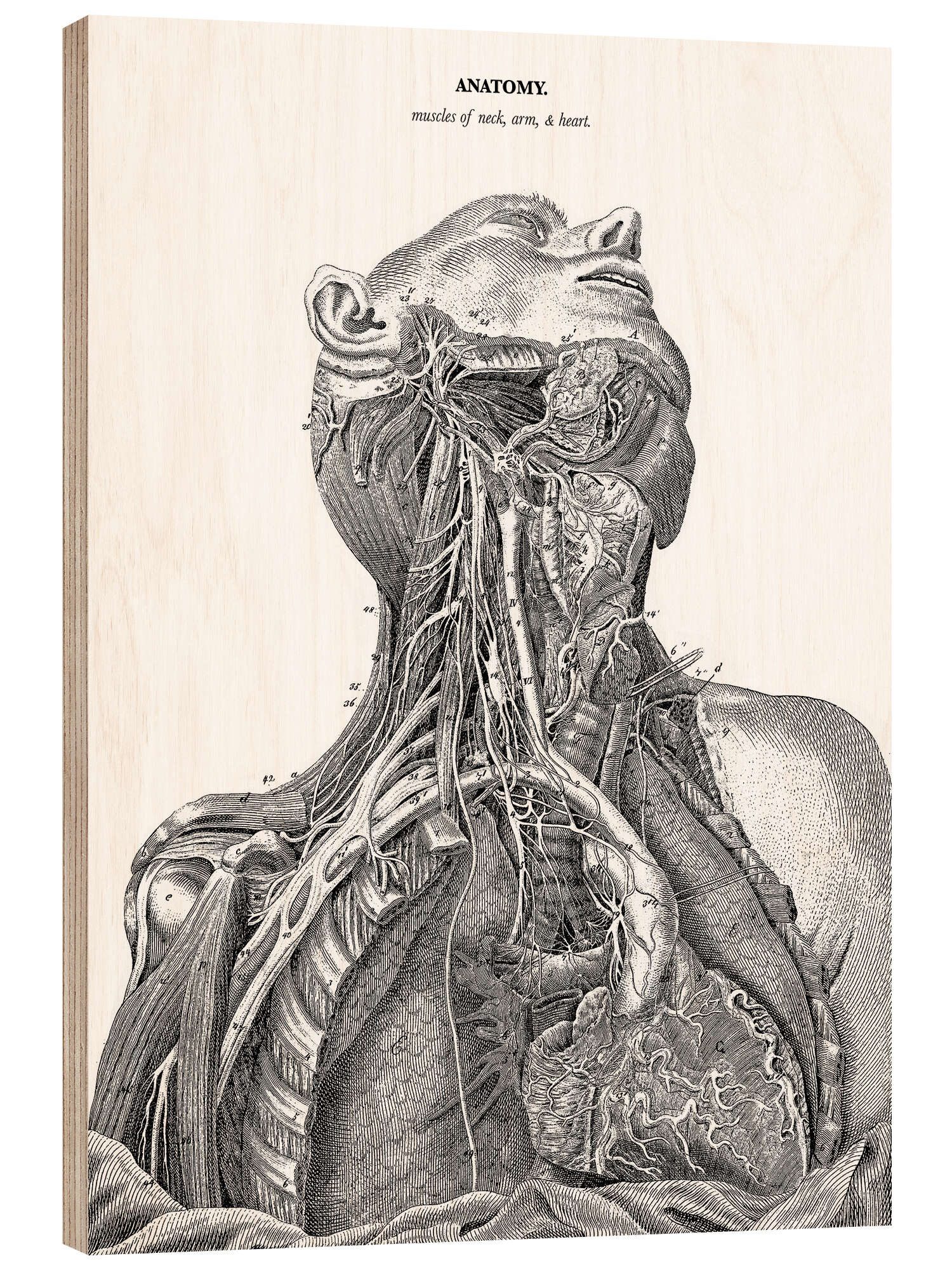 Posterlounge Wandbild Anatomie des Nervensystems im Herzen, Hals und Arm, Master Collection, erhältlich als Poster, Leinwandbild, Wandsticker oder Acrylglasbild
