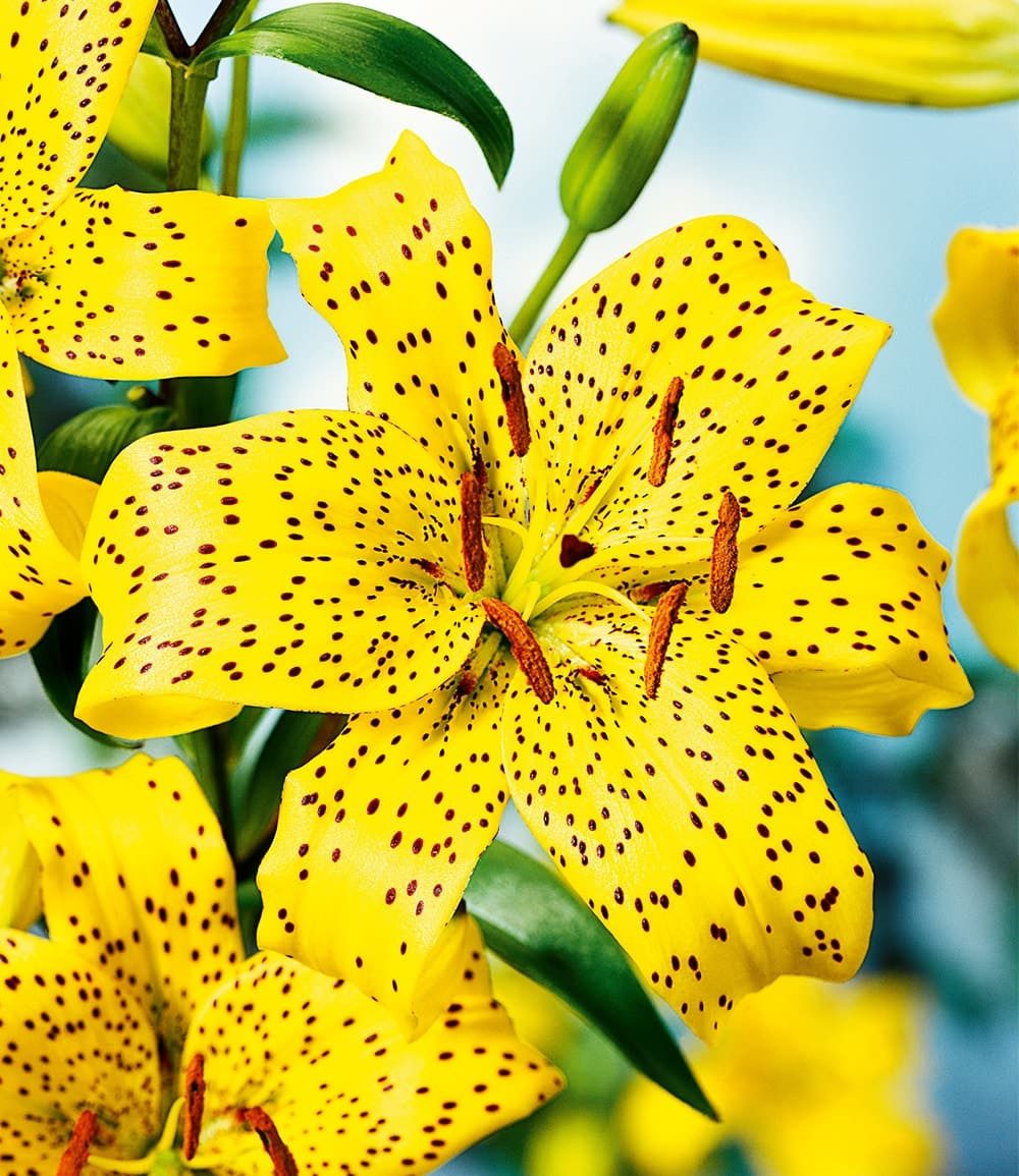 BALDUR Garten Blumenzwiebeln Lilie 'Uncle Sam', Schnittblume, reichblühend, winterhart, mehrjährig