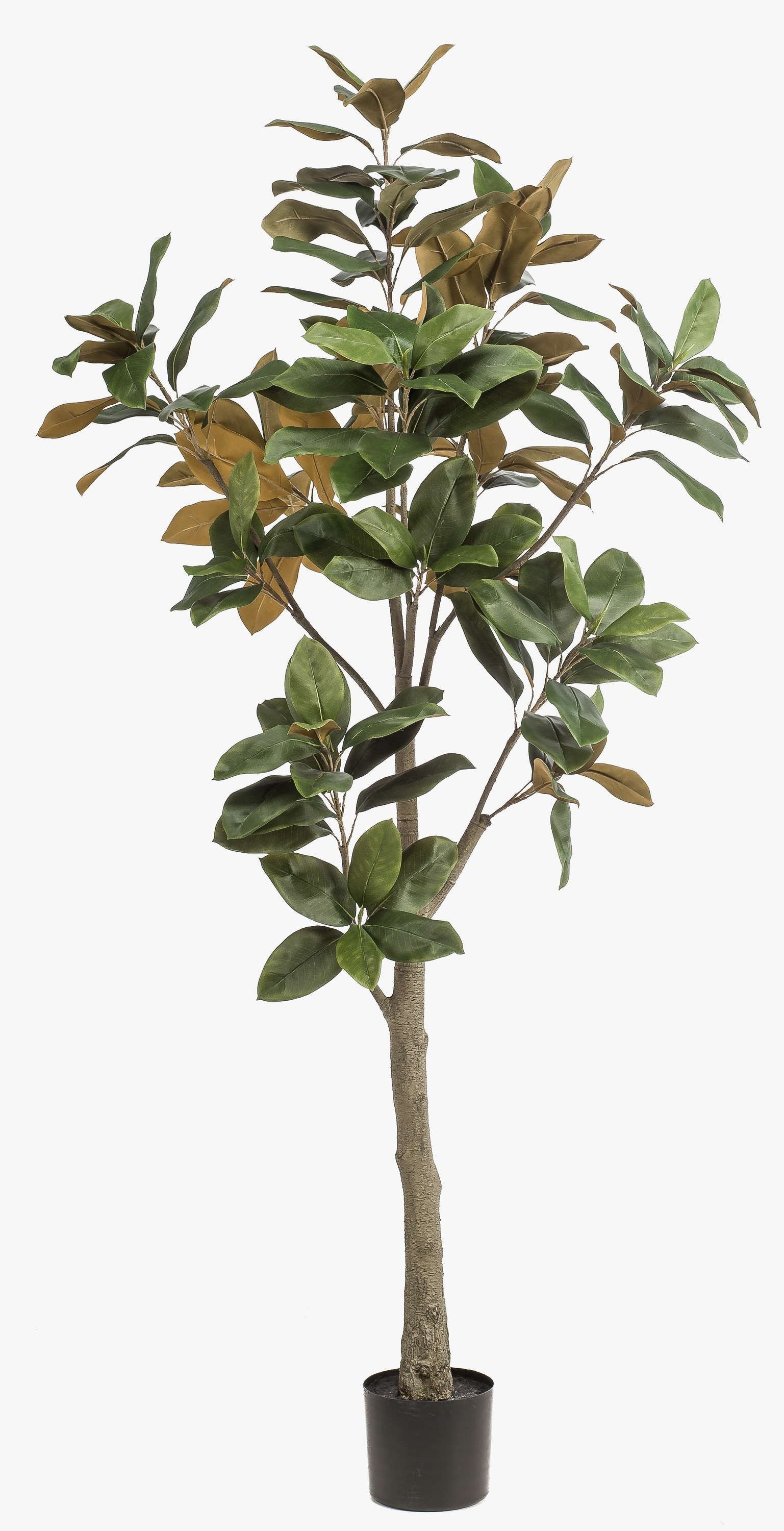 Kunstbaum Deko Yulan-Magnolie BELLITA, Dekostamm, grün-Olive, 180cm Magnolie (Yulan-Magnolie), artplants, Höhe 180.0 cm