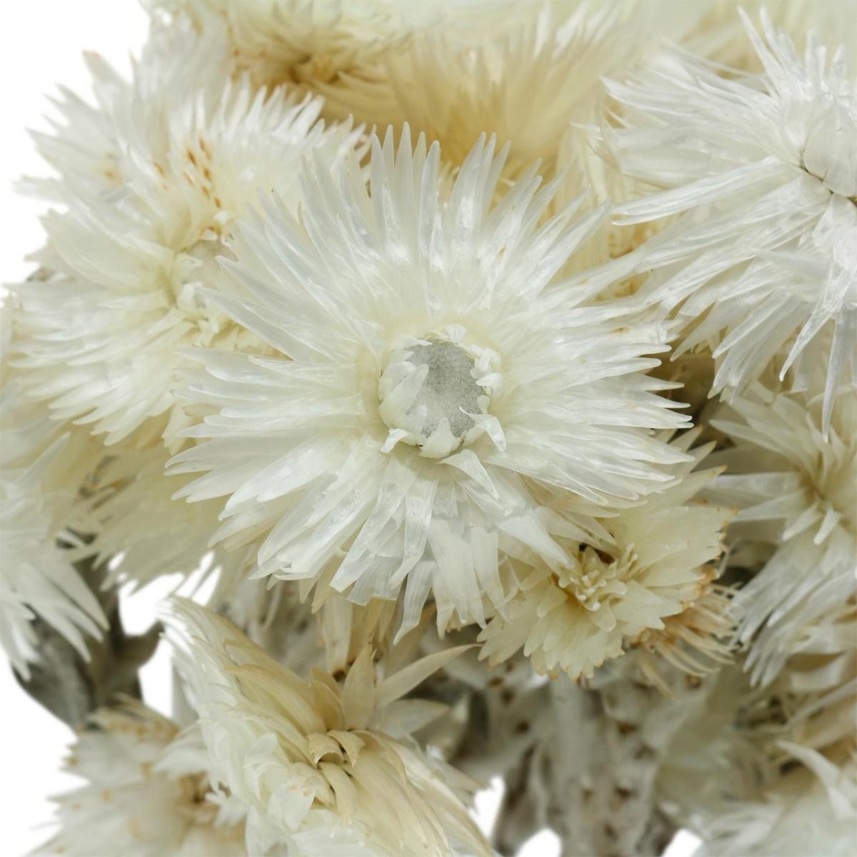 Trockenblume Trockenblumen Capblumen naturweiß Strohblumen Bouquet, Viana, Höhe 33 cm
