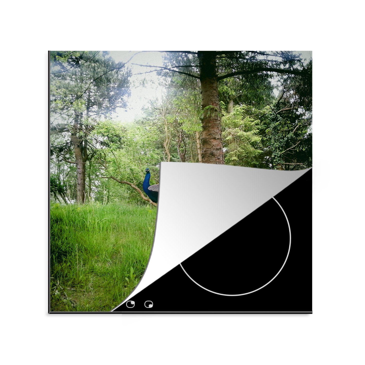 MuchoWow Herdblende-/Abdeckplatte Pfau - Gras - Wald, Vinyl, (1 tlg), 78x78 cm, Ceranfeldabdeckung, Arbeitsplatte für küche