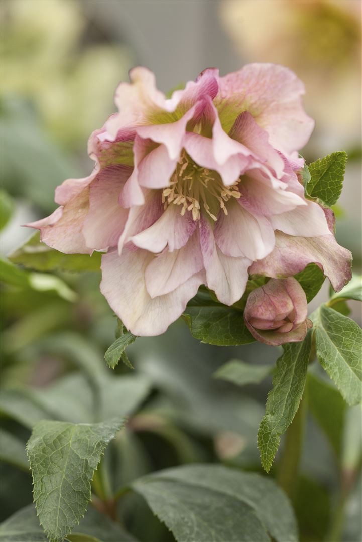 Pflanzen für Dich Staude Helleborus orientalis, 1 St., Orientalische Nieswurz, Lenzrose