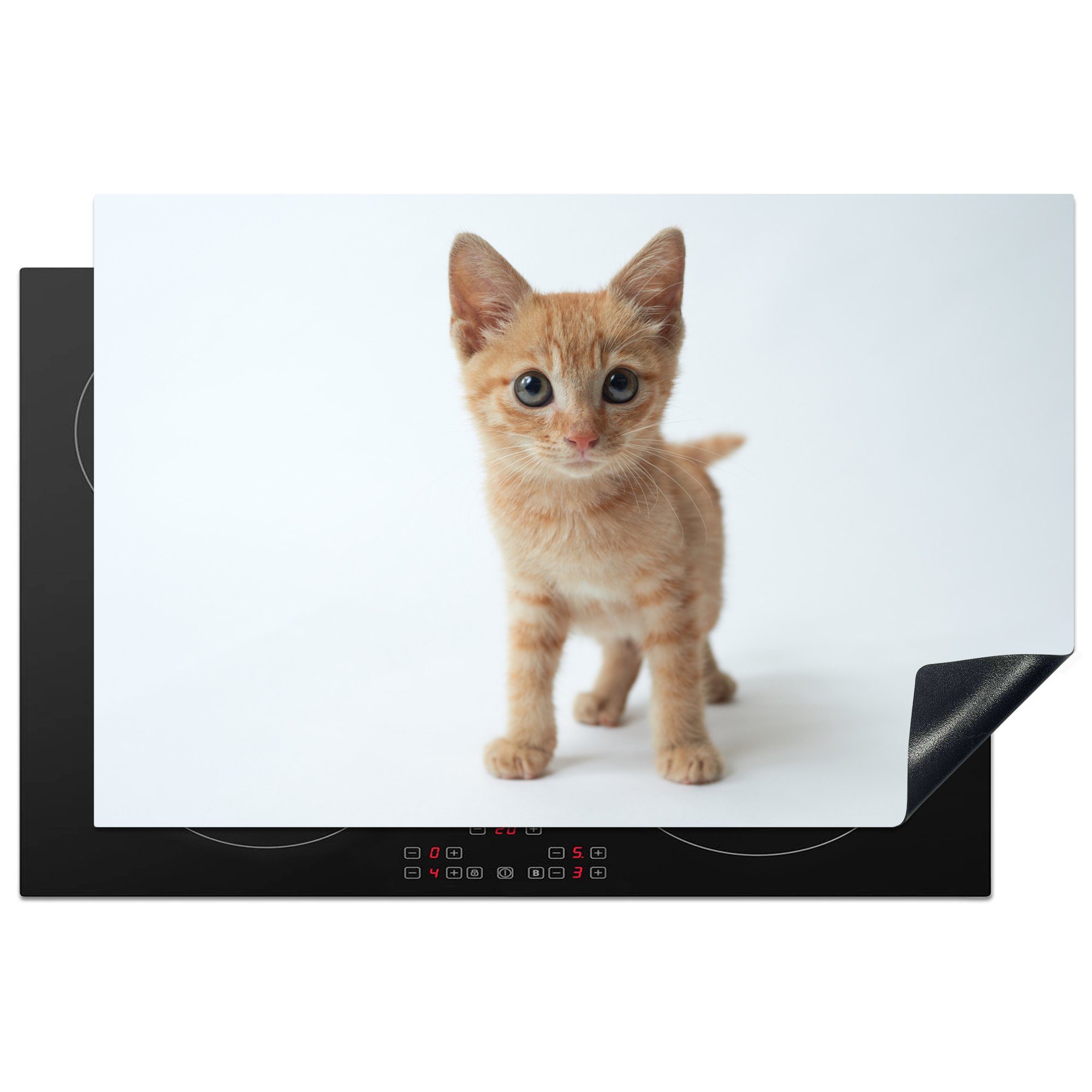 MuchoWow Herdblende-/Abdeckplatte Nahaufnahme eines Kätzchens vor einem weißen Hintergrund, Vinyl, (1 tlg), 81x52 cm, Induktionskochfeld Schutz für die küche, Ceranfeldabdeckung