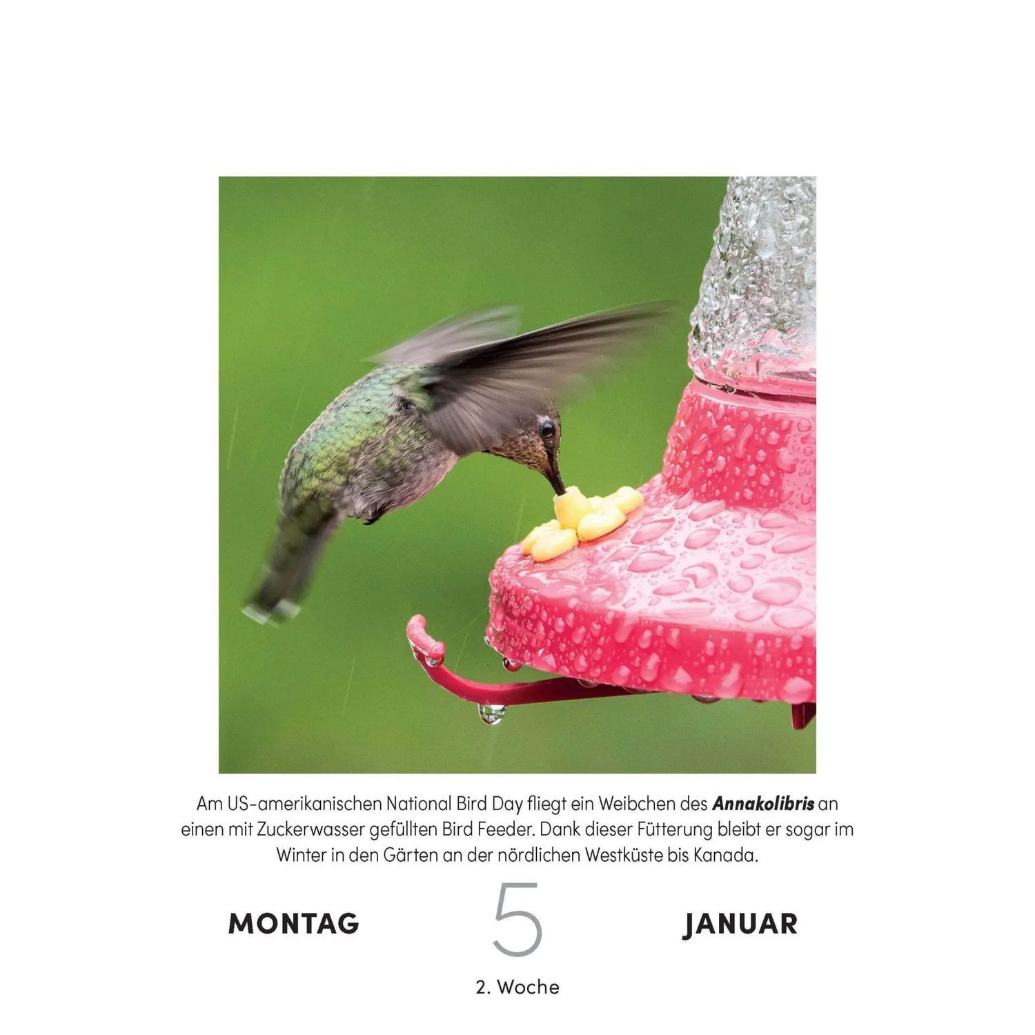 Südwest-Verlag Abreißkalender Vogelkalender 2027 - Tagesabreißkalender zum Aufstellen oder Aufhängen