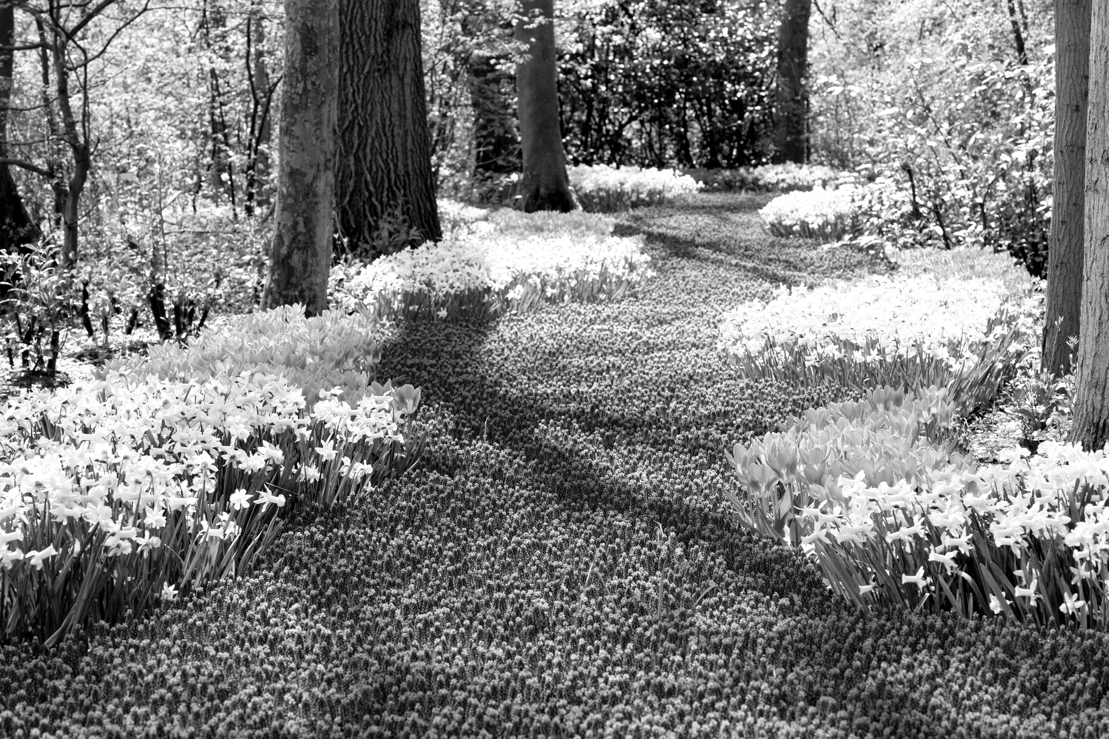 Fototapete & Papermoon Wald Weiß Schwarz